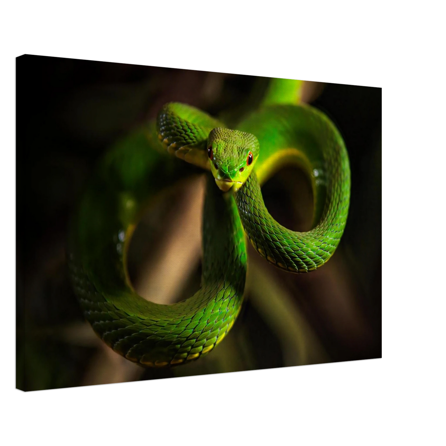 Wandbild der gruene baumviper ein hypnotischer blick in verschiedenen groessen