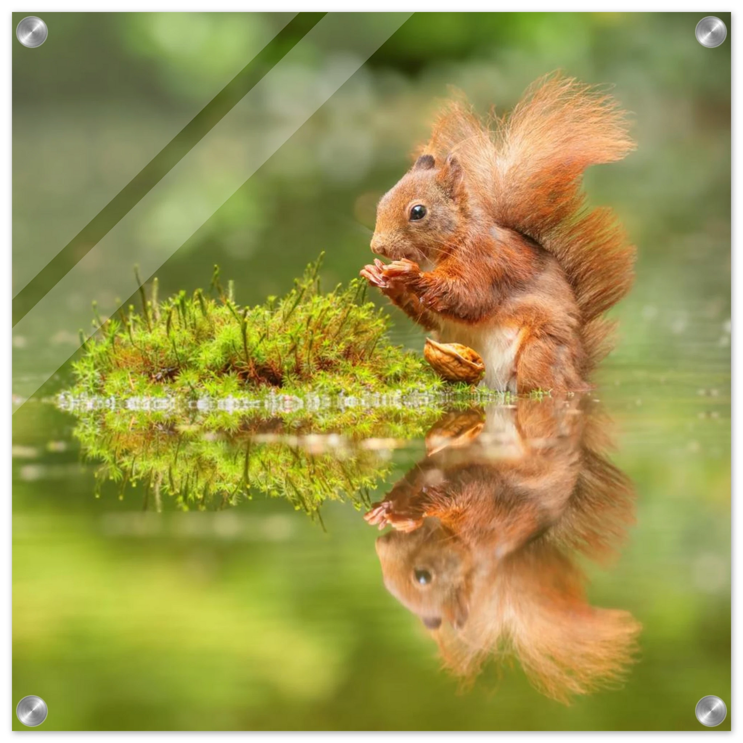 Wandbild bezauberndes eichhoernchen mit nuss ein spiegelbild der natur
