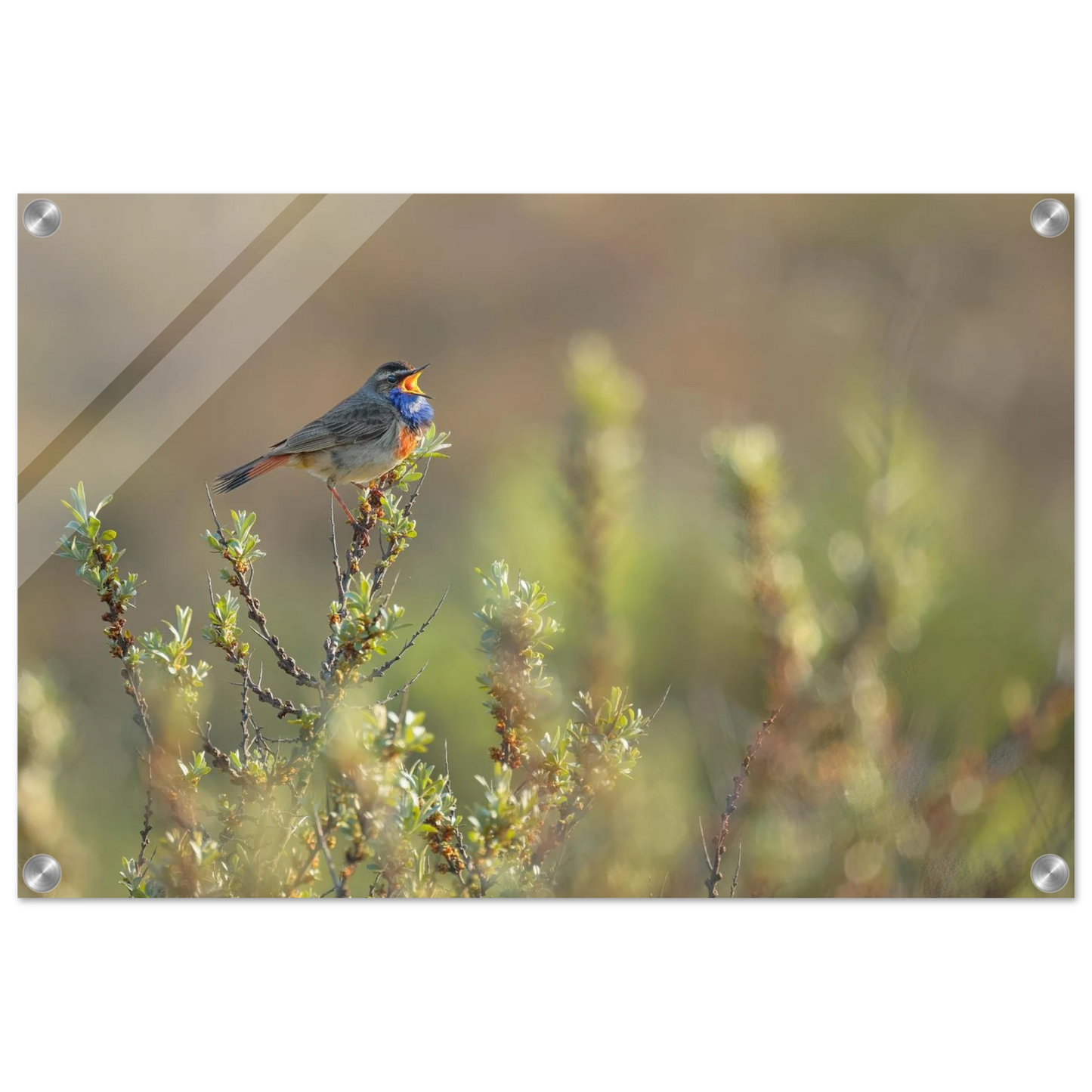 Wandbild singendes blaukehlchen lebendige naturfotografie als wandbild in verschiedenen groessen