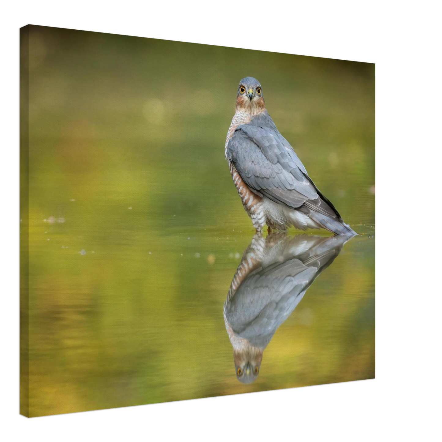 Wandbild mystischer sperber im morgengold faszinierende wildtierfotografie in ihrer wunschgroesse