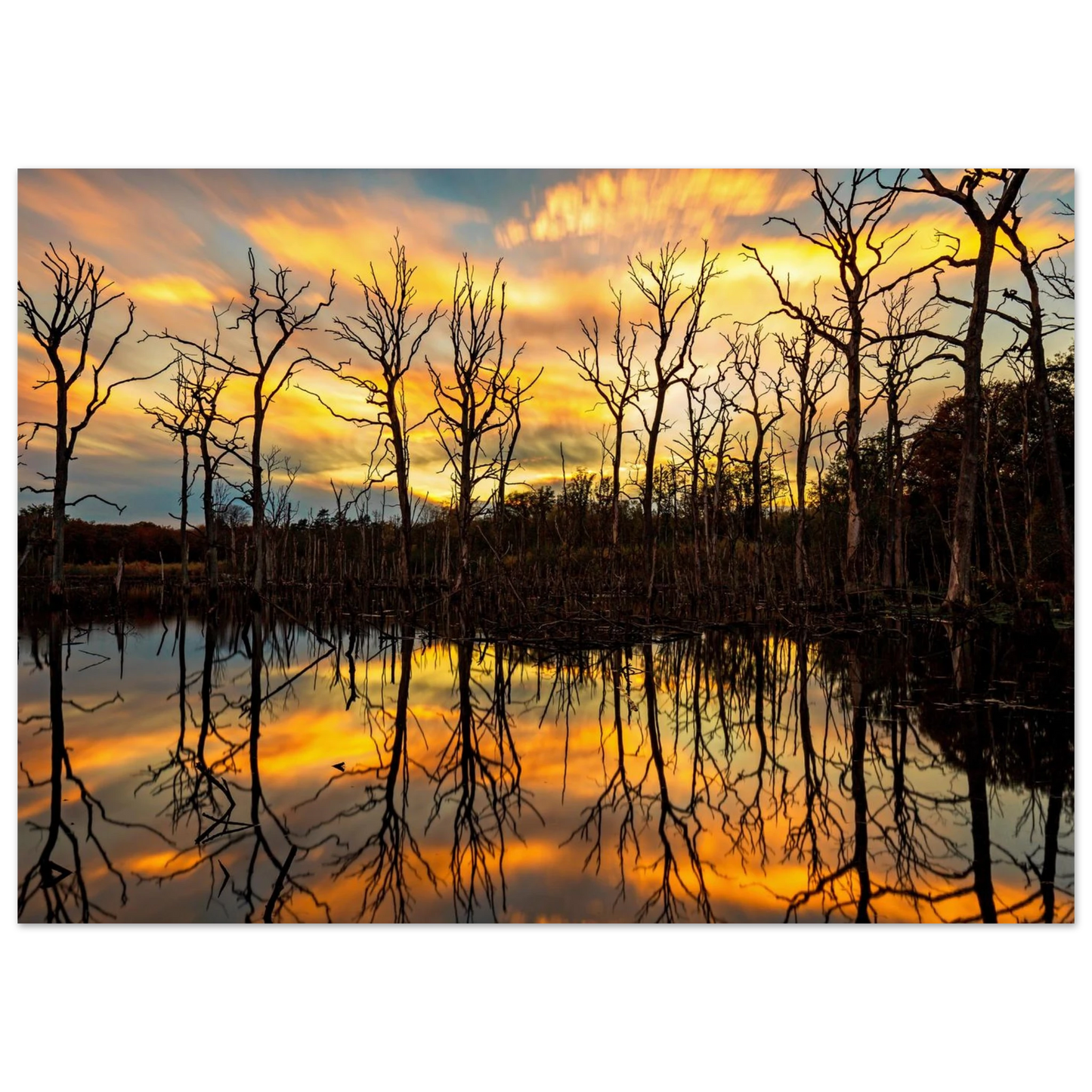 Wandbild mystischer sonnenuntergang ueber dem baumsee lebendige kunstdrucke in vielen groessen