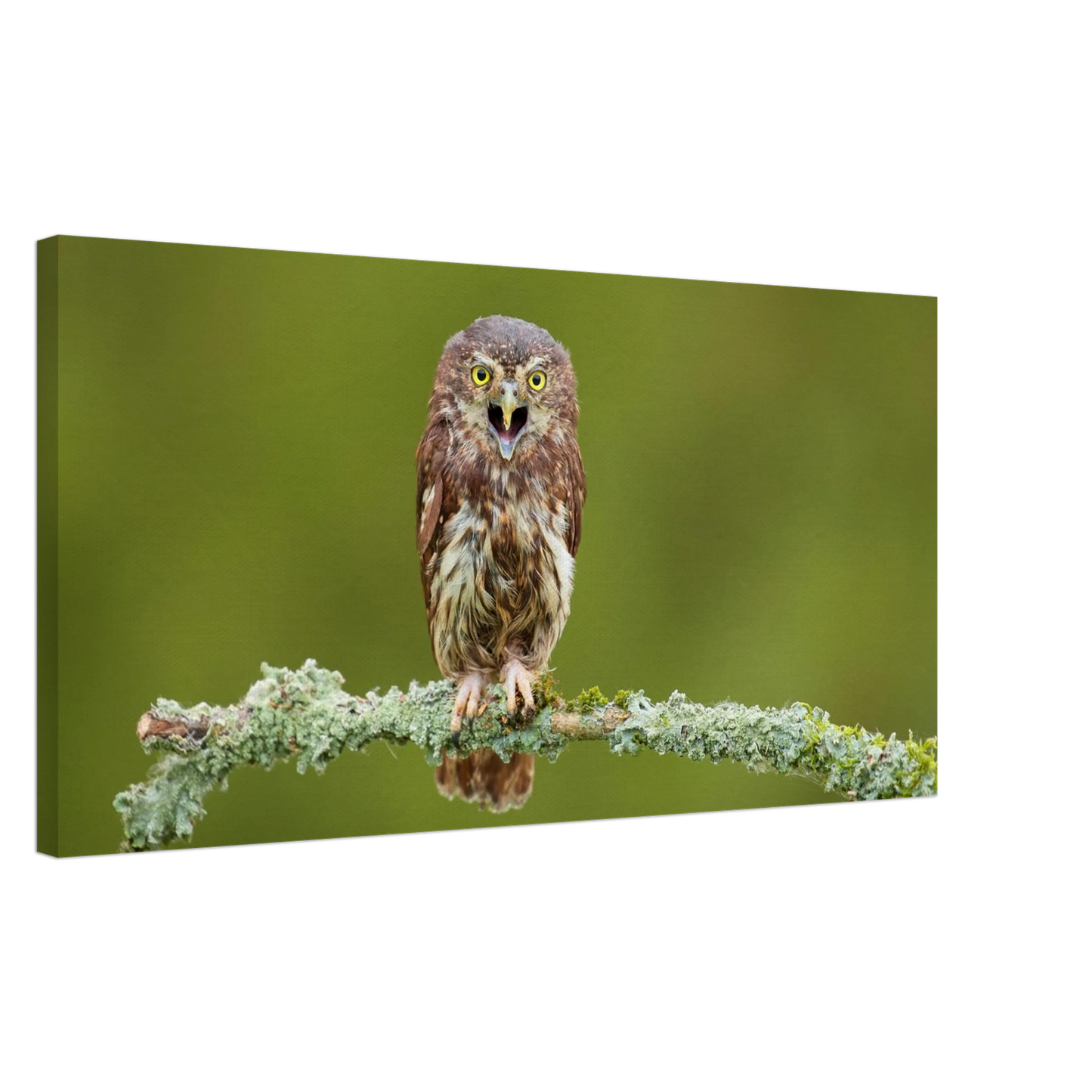 Wandbild rufer der wildnis faszinierendes eulen portraet mit leuchtenden augen fuer ihr zuhause