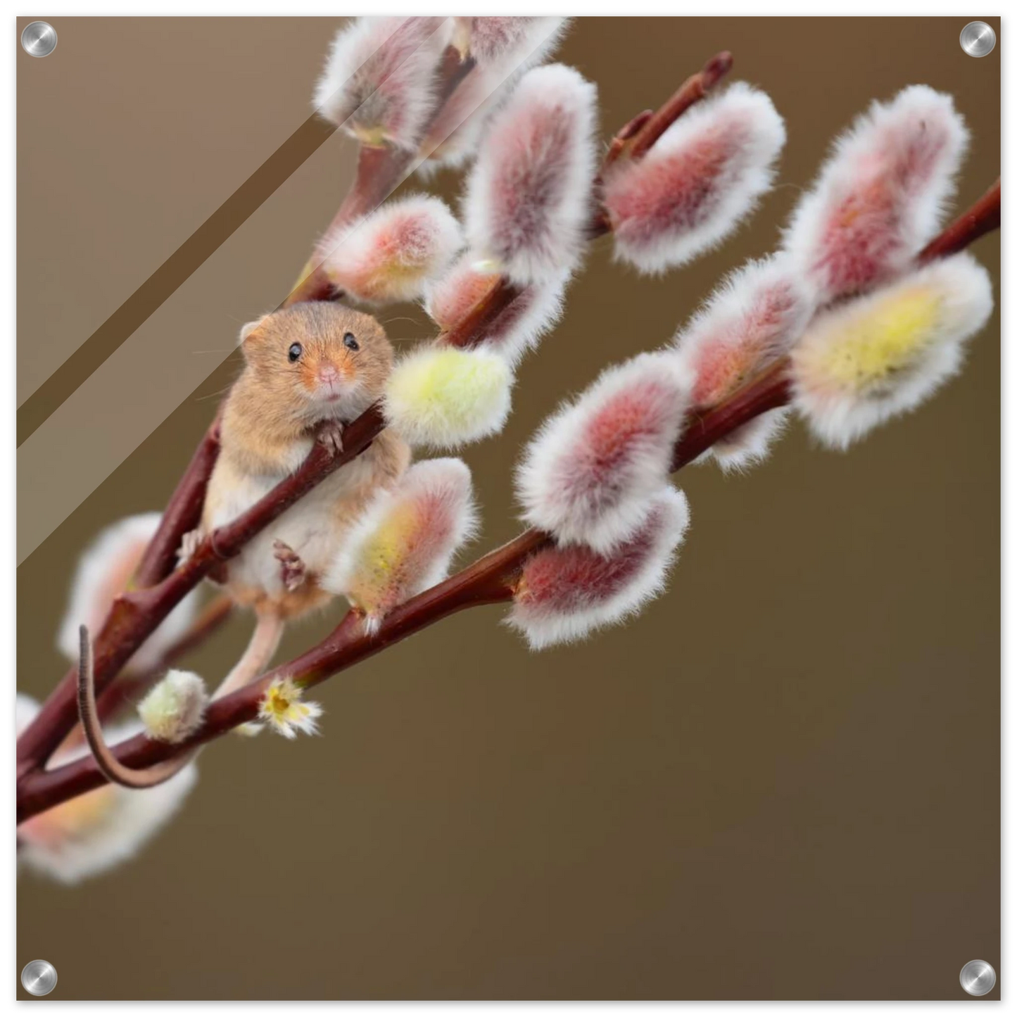 Wandbild niedliche erntemaus an flauschigen weidenkaetzchen ein zauberhafter naturmoment fuer ihre waende