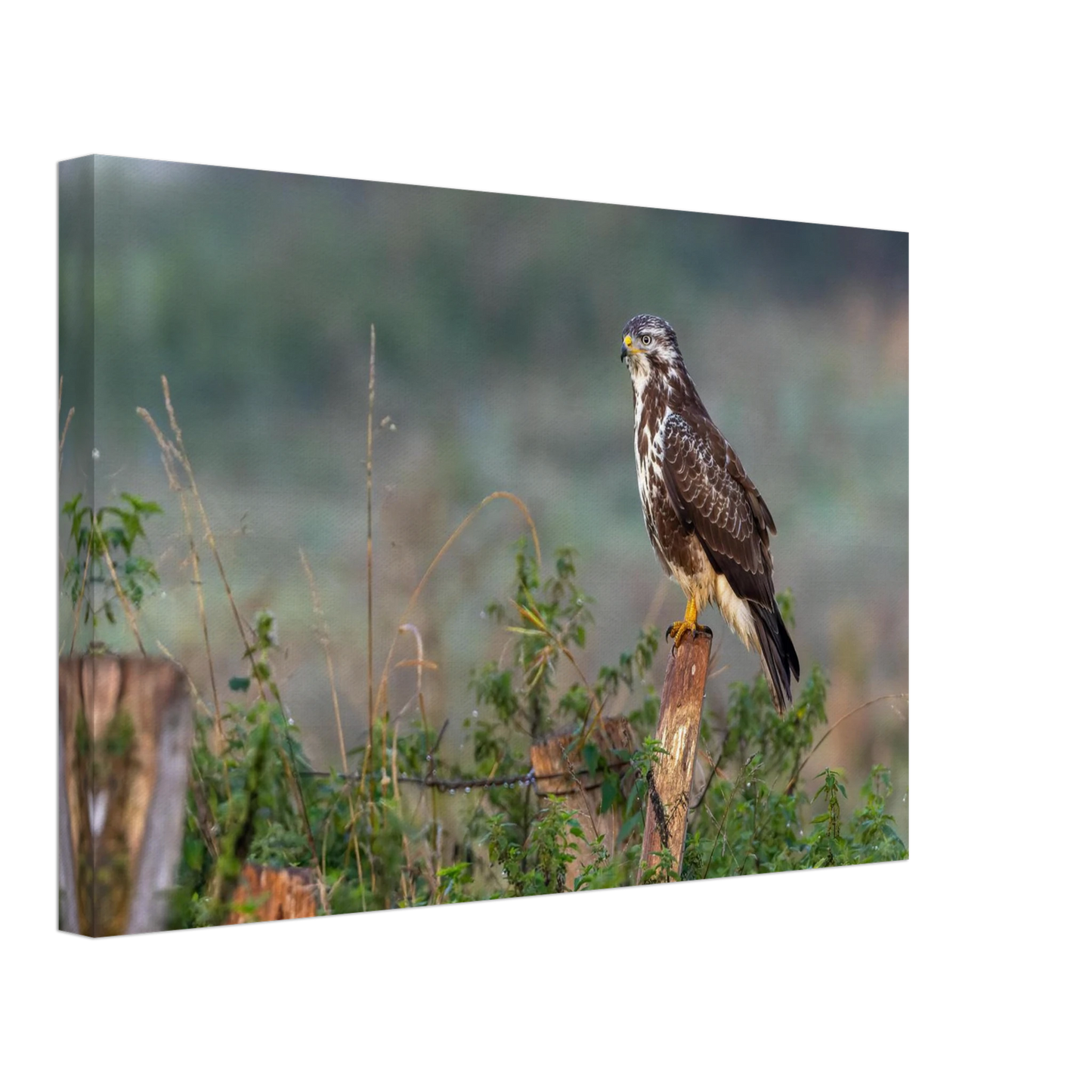Wandbild majestaetischer bussard einblick in die wildnis auf hochglanz leinwand