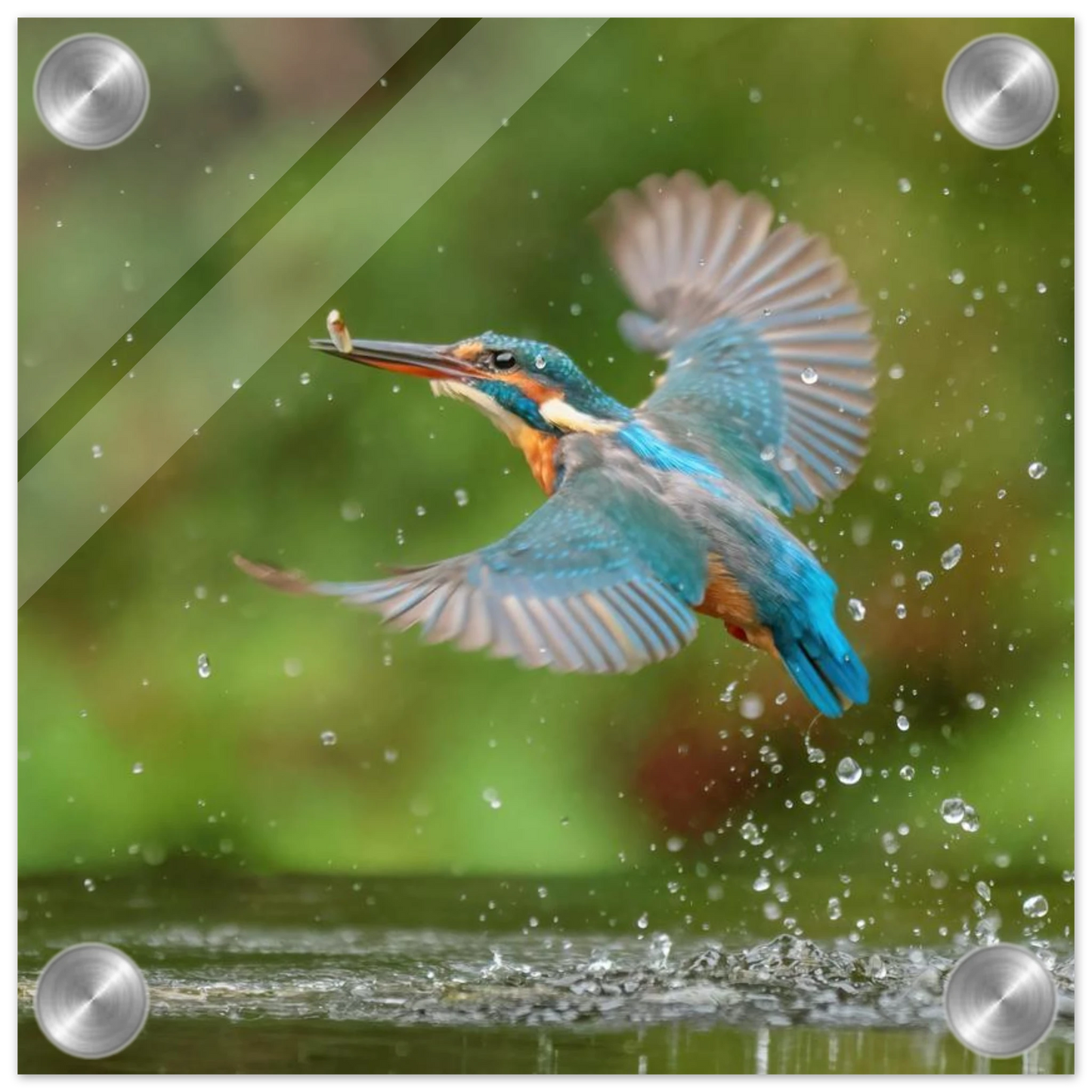Wandbild eisvogel lebendige tierfotografie mit lebhaften blautoenen