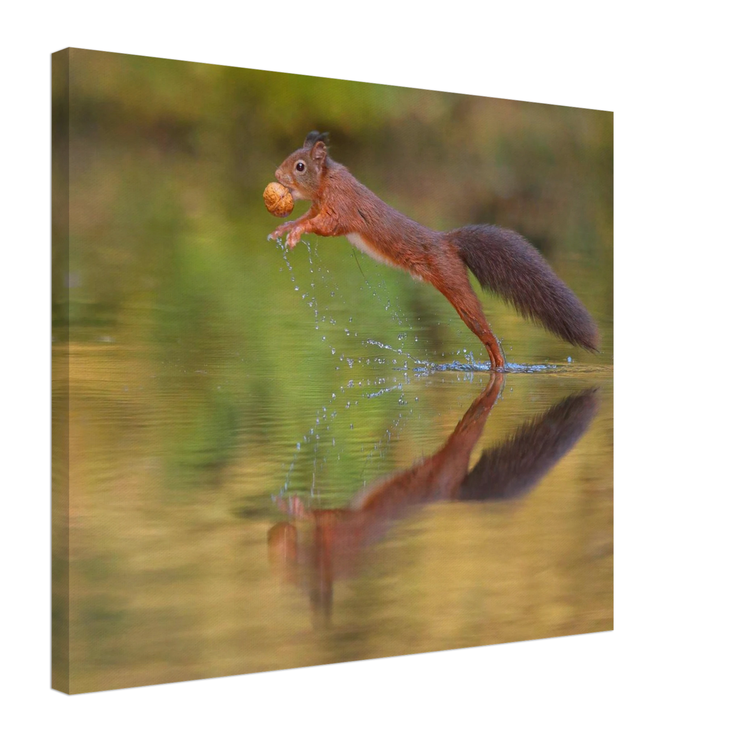 Wandbild eichhoernchen sprung dynamisches tierportrait auf premium leinwand in verschiedenen groessen erhaeltlich