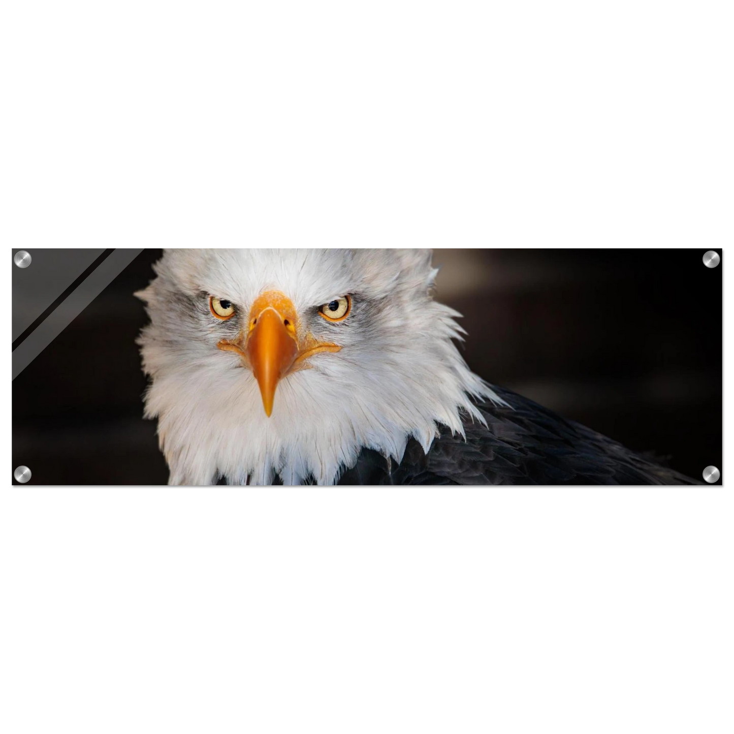 Wandbild majestaetischer adler ausdrucksstarke tierfotografie fuer ihr zuhause in vielen groessen erhaeltlich