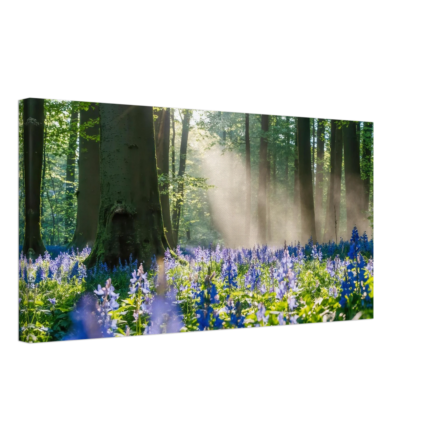 Wandbild mystische waldlichtung mit blauen glockenblumen sonnenverwoehntes naturbild in verschiedenen groessen