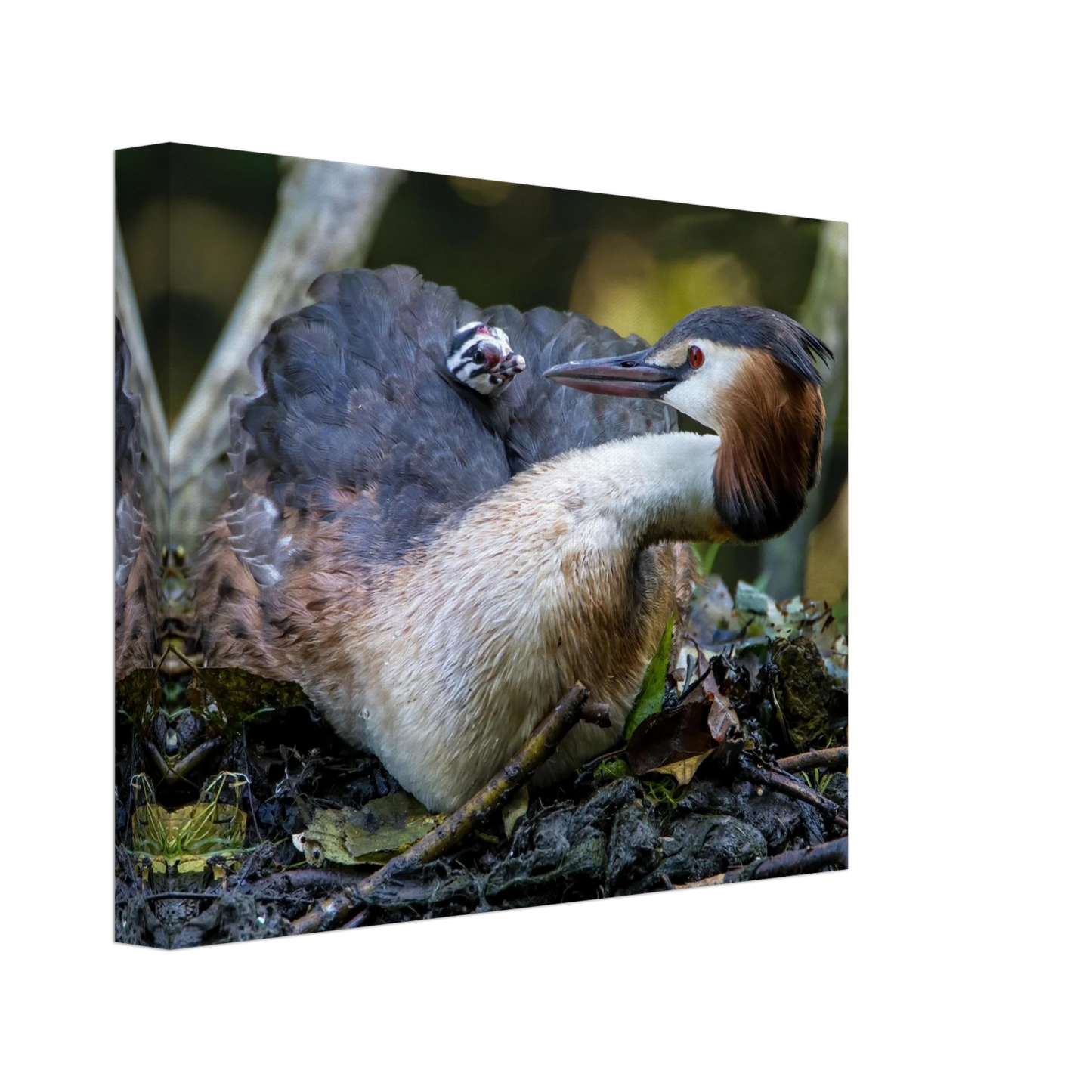 Wandbild zaertliche grosse haubentaucher familie naturgetreuer kunstdruck in ihrer wunschgroesse