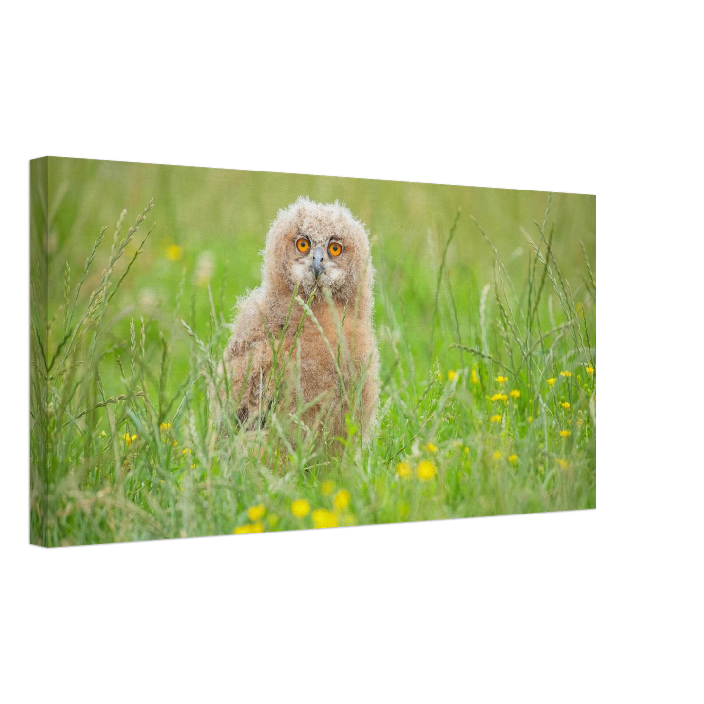 Wandbild junges eulenkueken im gras ein bezaubernder anblick fuer ihr zuhause in vielen groessen