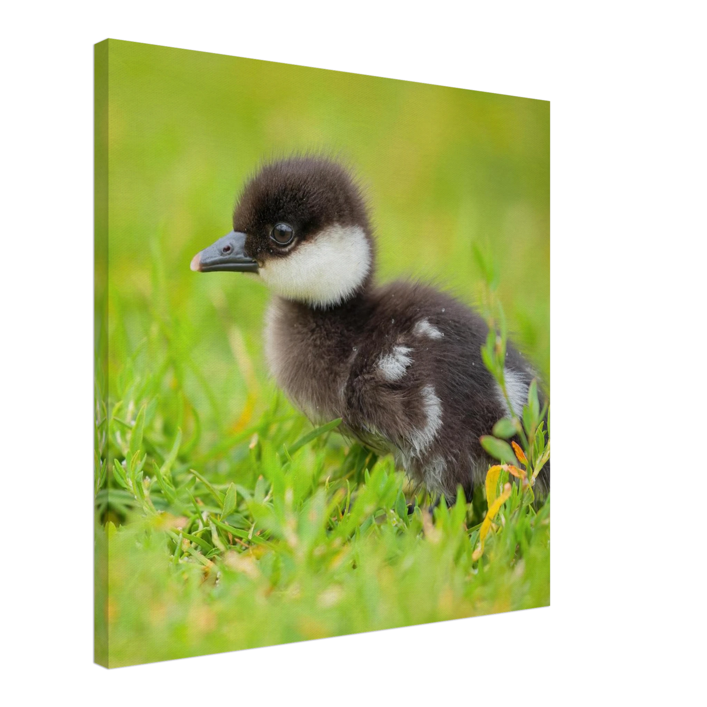 Wandbild bezauberndes entenkueken suesse tiermotive fuer kinderzimmer naturfreunde in vielen groessen