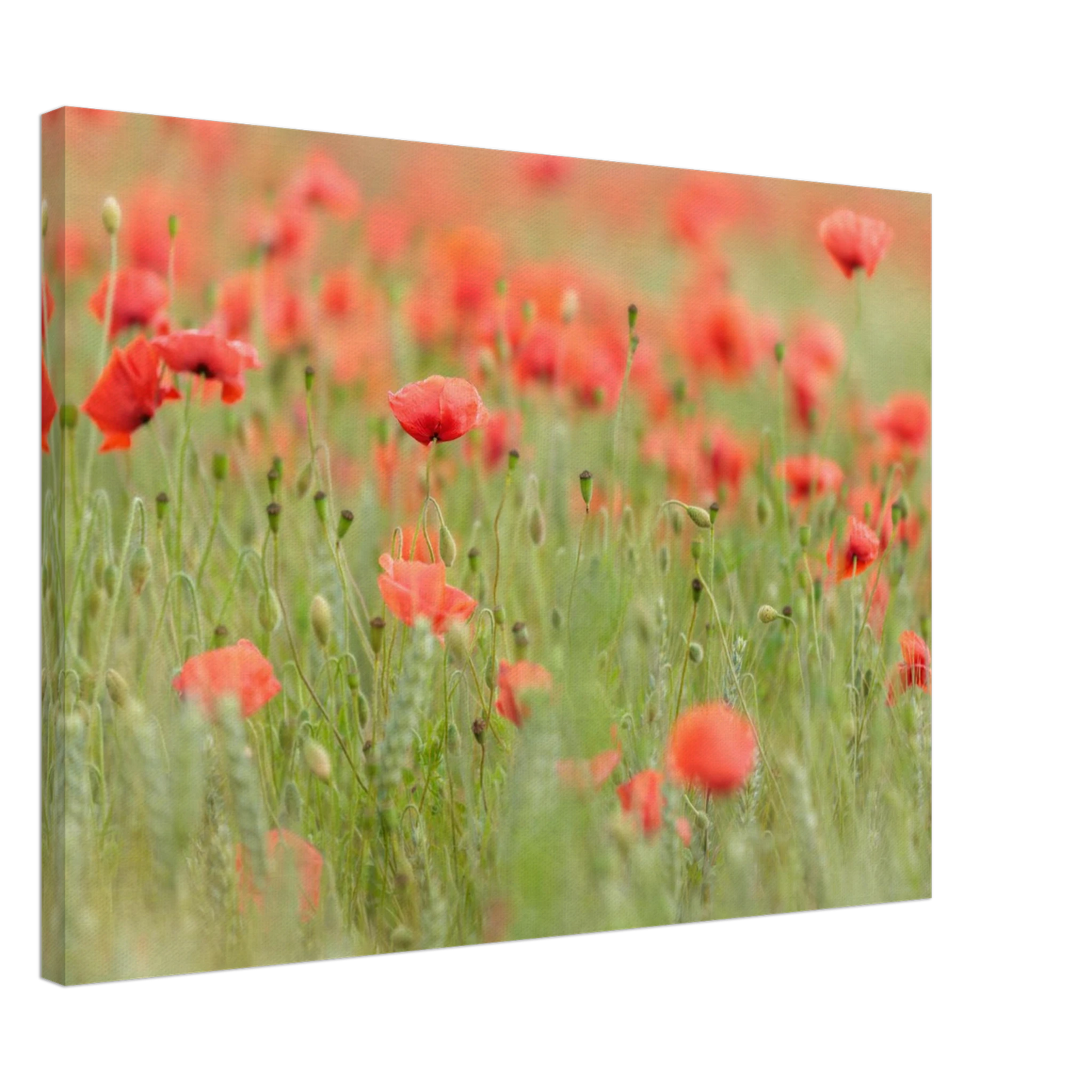 Wandbild vertraeumtes mohnblumenfeld ein stueck sommer fuer ihr zuhause in vielen groessen