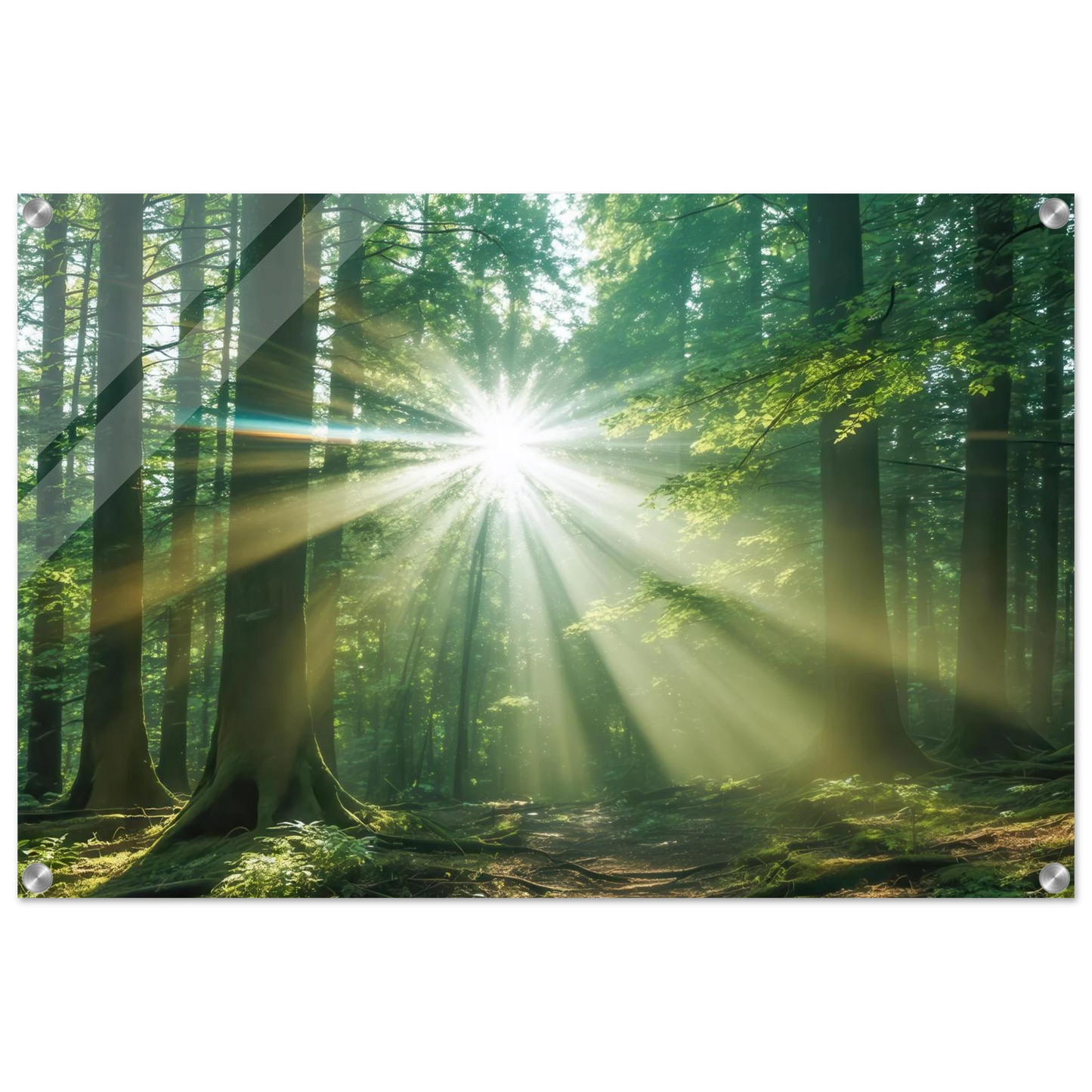 Wandbild sonnenstrahlen im wald mystisches waldlicht kunstdruck in ihrer wunschgroesse