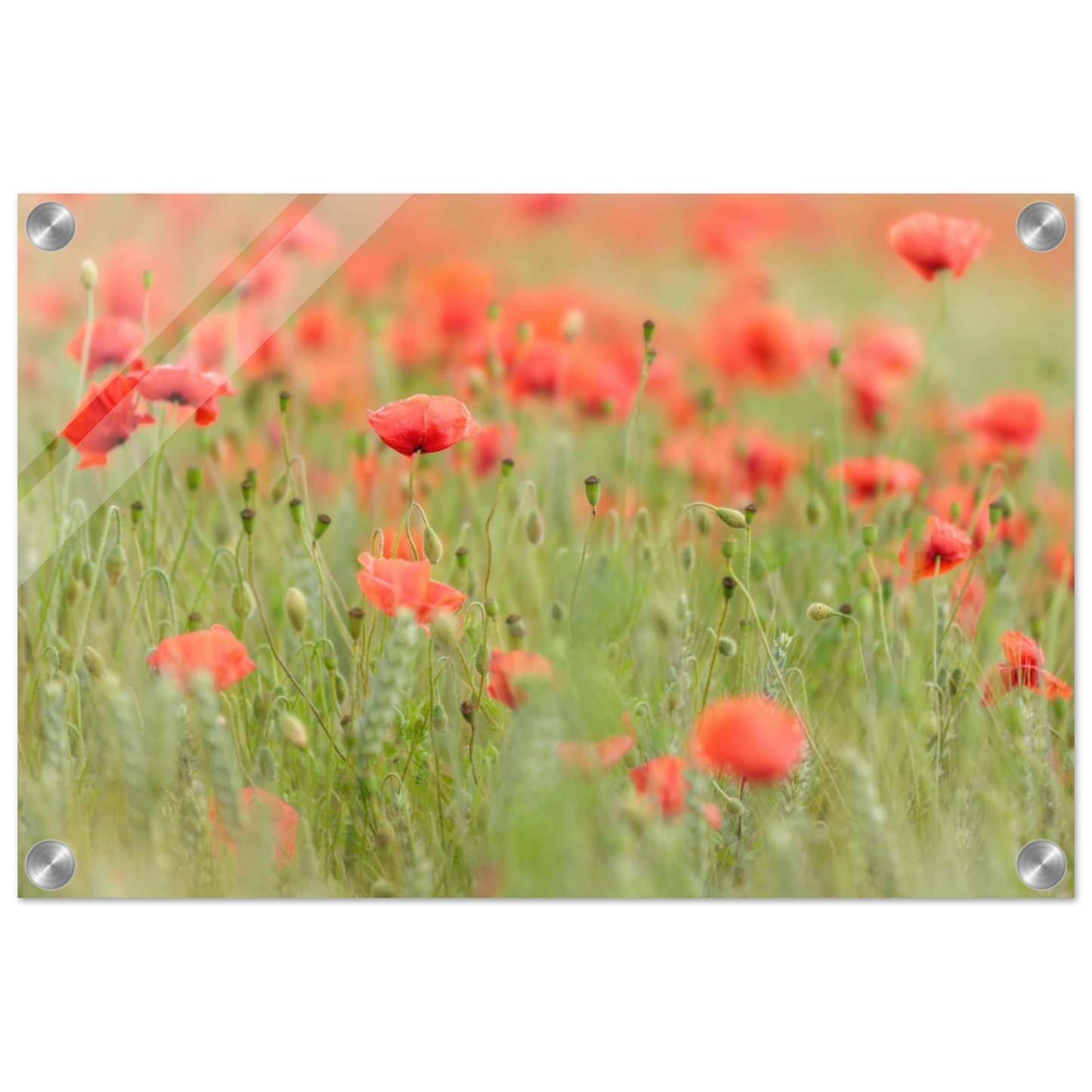 Wandbild vertraeumtes mohnblumenfeld ein stueck sommer fuer ihr zuhause in vielen groessen