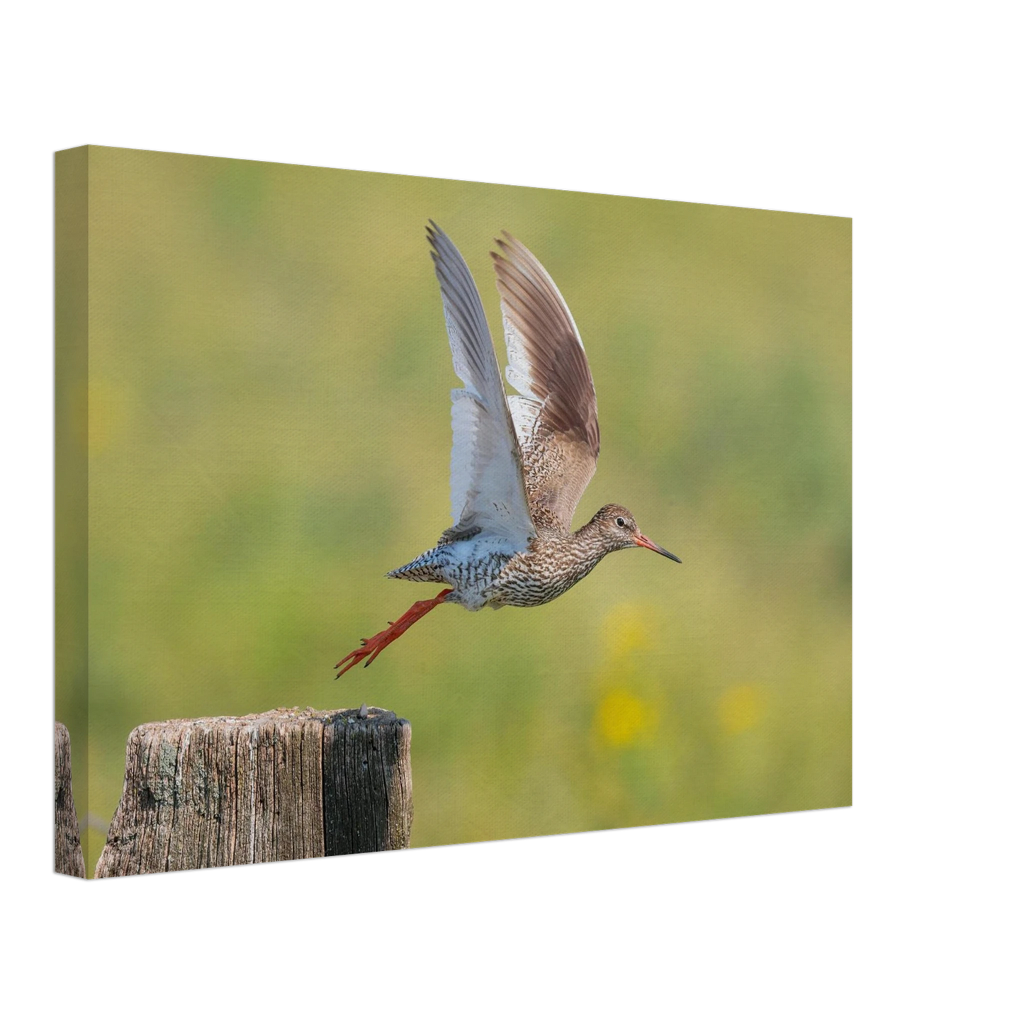 Wandbild der flug des rotschenkels dynamische tierkunst fuer ihr zuhause in vielen groessen erhaeltlich