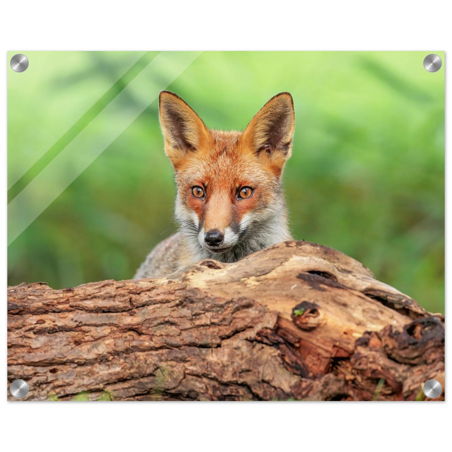 Wandbild fuchs im versteck einzigartige naturkunst fuer ihr zuhause