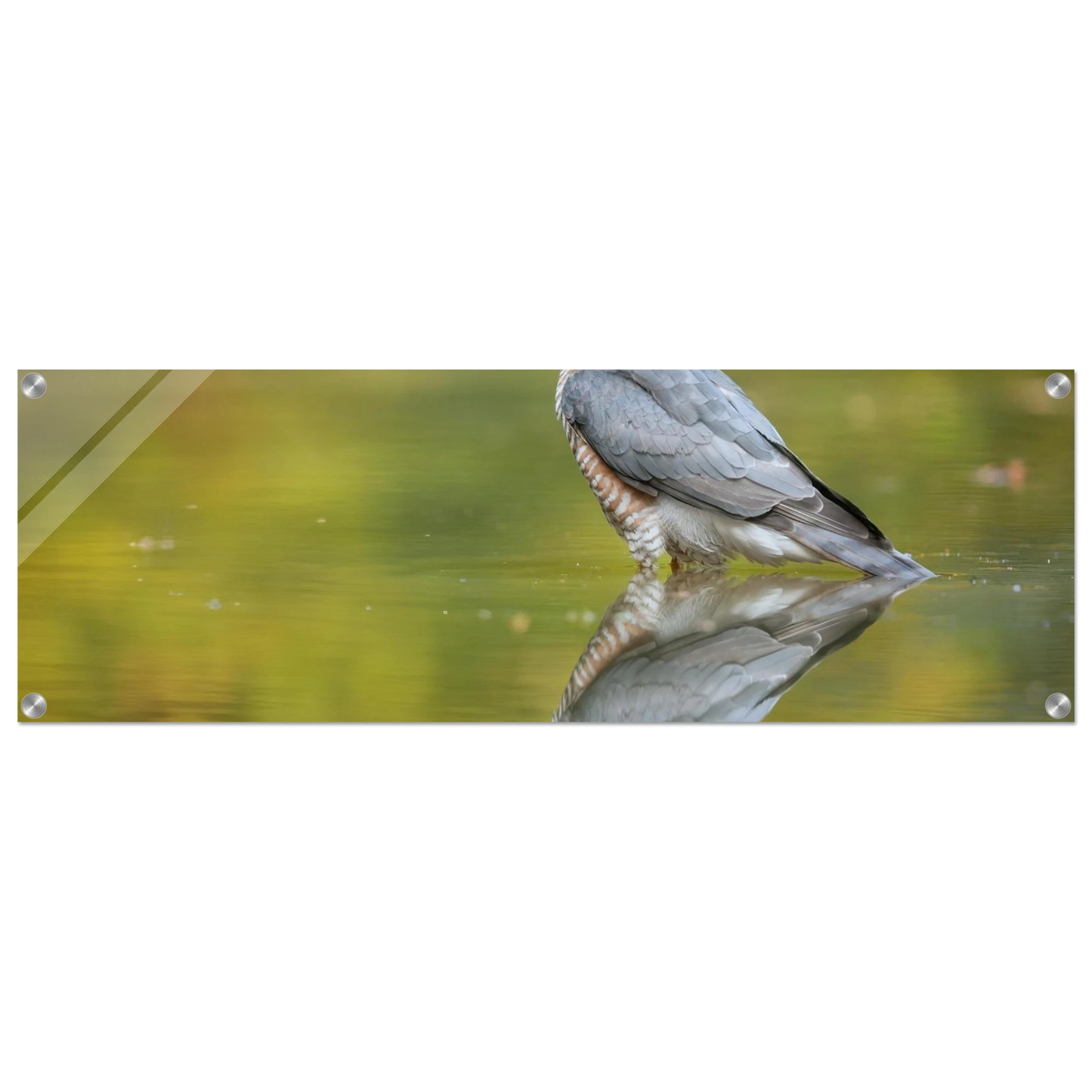 Wandbild mystischer sperber im morgengold faszinierende wildtierfotografie in ihrer wunschgroesse