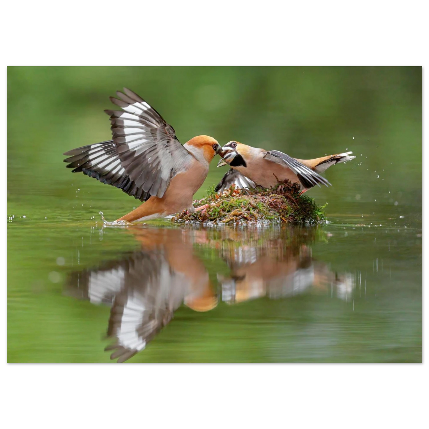 Wandbild momente der natur spektakulaerer kampf der voegel ueber dem wasser