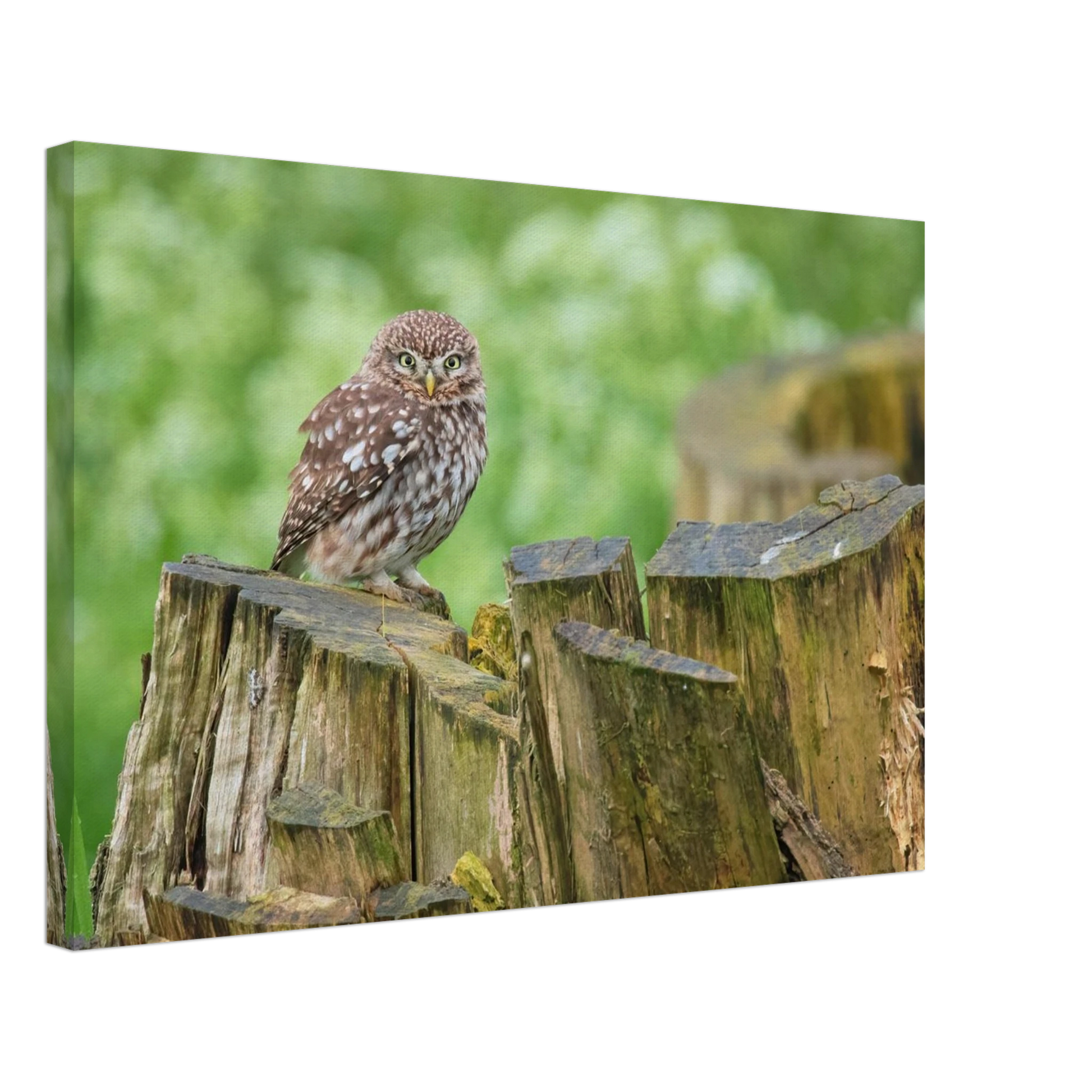 Wandbild mystische kleine eule faszinierendes kunstwerk fuer natur und tierliebhaber in vielen groessen