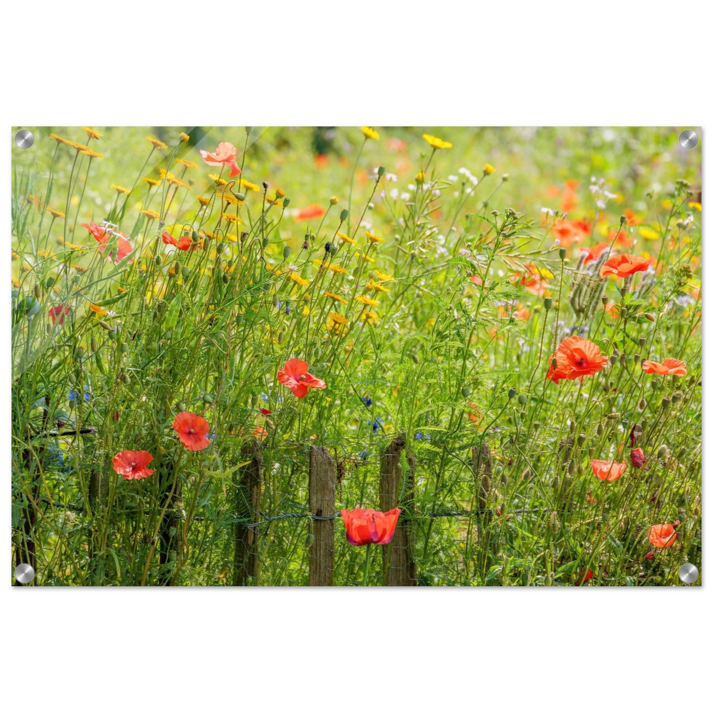 Wandbild wildblumen feld rot gelb sonnige mohnblumen wiese als kunstdruck