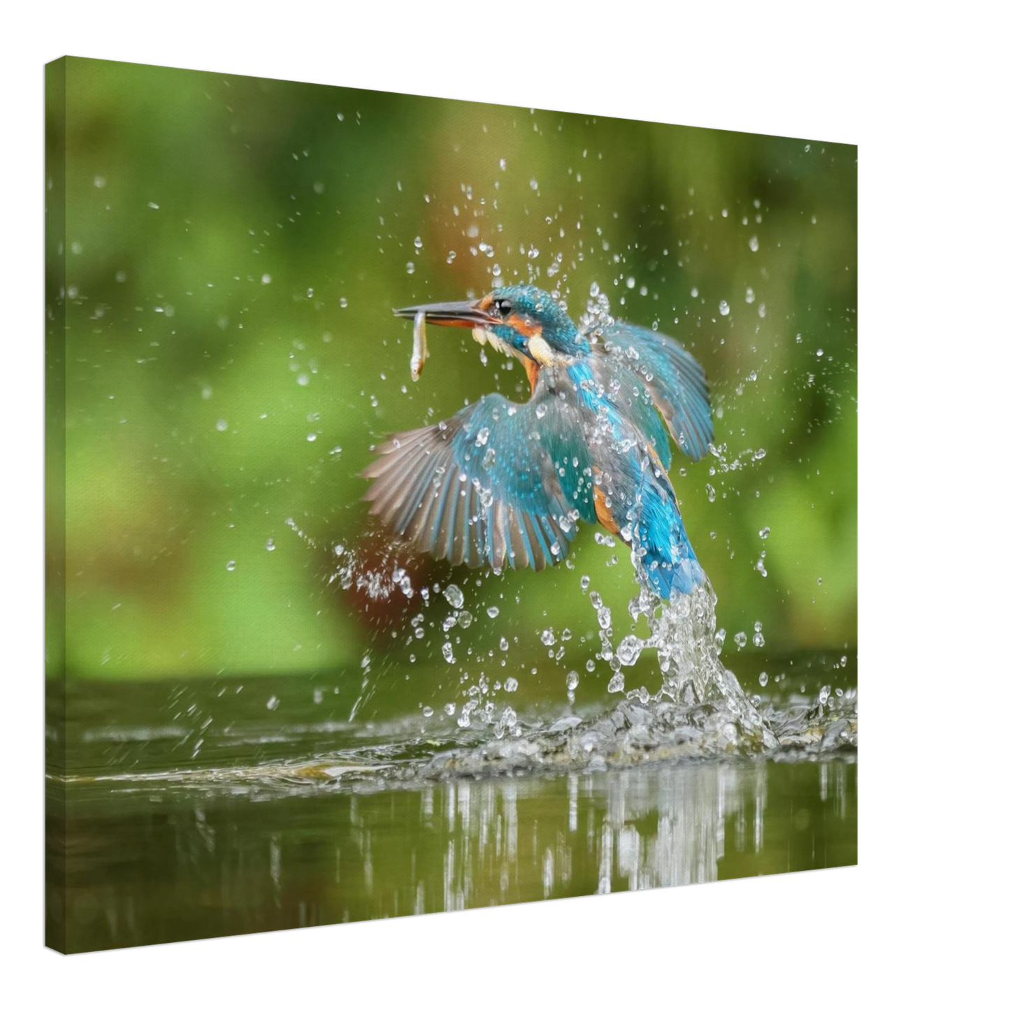 Wandbild eisvogel im sturzflug lebendige wildtierkunst fuer ihr zuhause