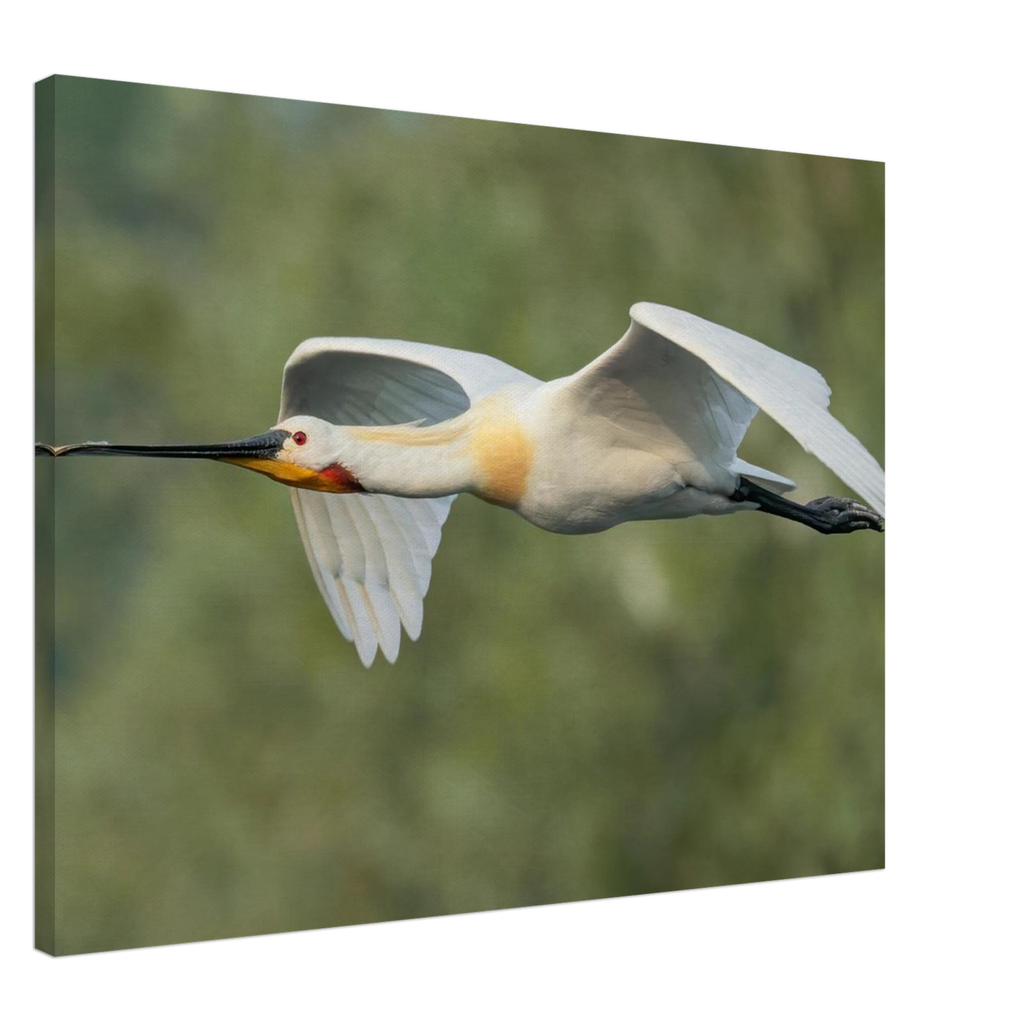 Wandbild eleganter loeffler im flug naturfotografie fuer ihr zuhause in vielen groessen
