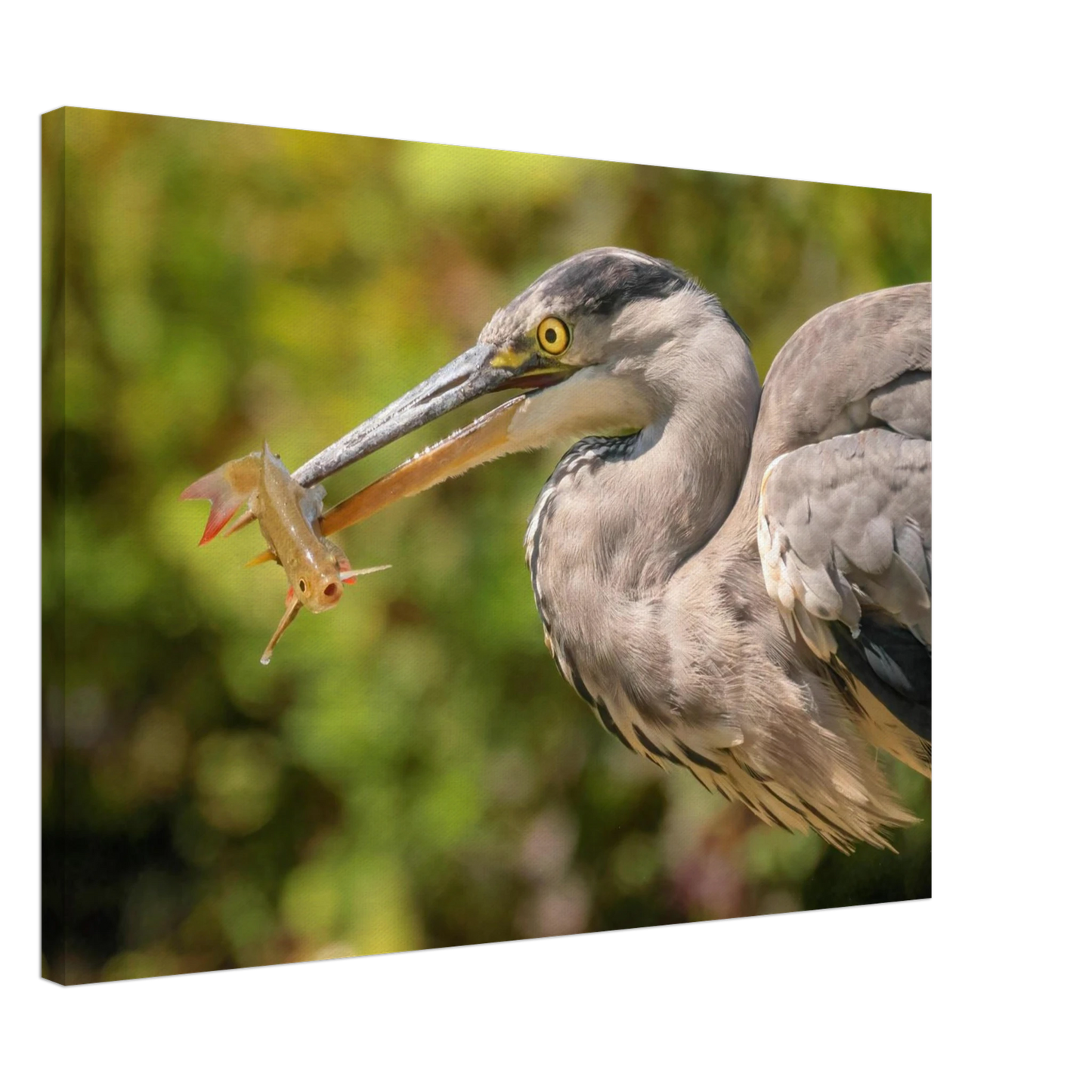 Wandbild graureiher mit fisch ein faszinierender moment in der natur verfuegbar in ihrer wunschgroesse