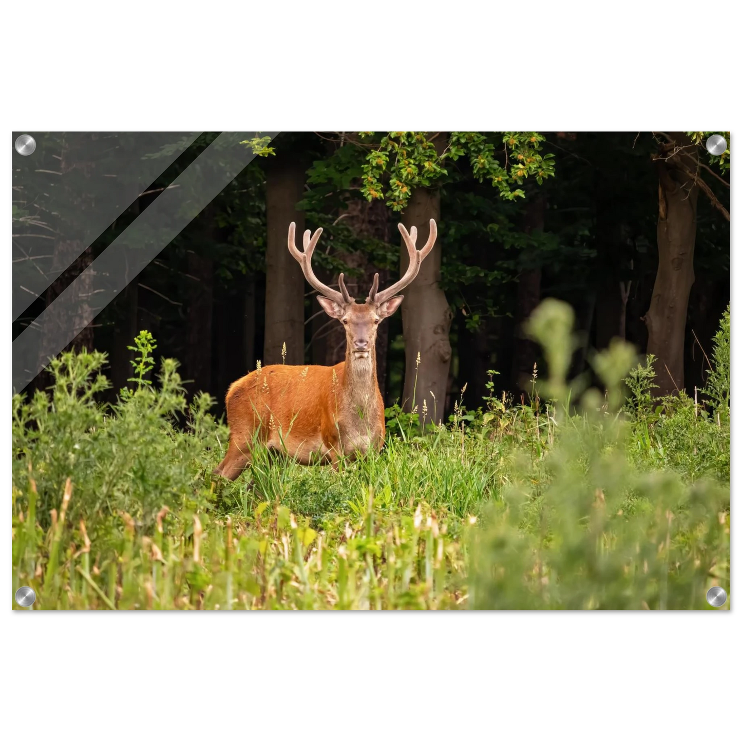 Wandbild majestaetischer hirsch im wald ein wildnis statement fuer ihr zuhause in verschiedenen groessen