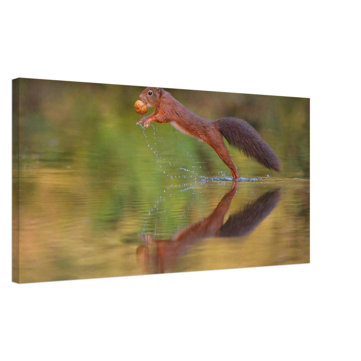 Wandbild eichhoernchen sprung dynamisches tierportrait auf premium leinwand in verschiedenen groessen erhaeltlich