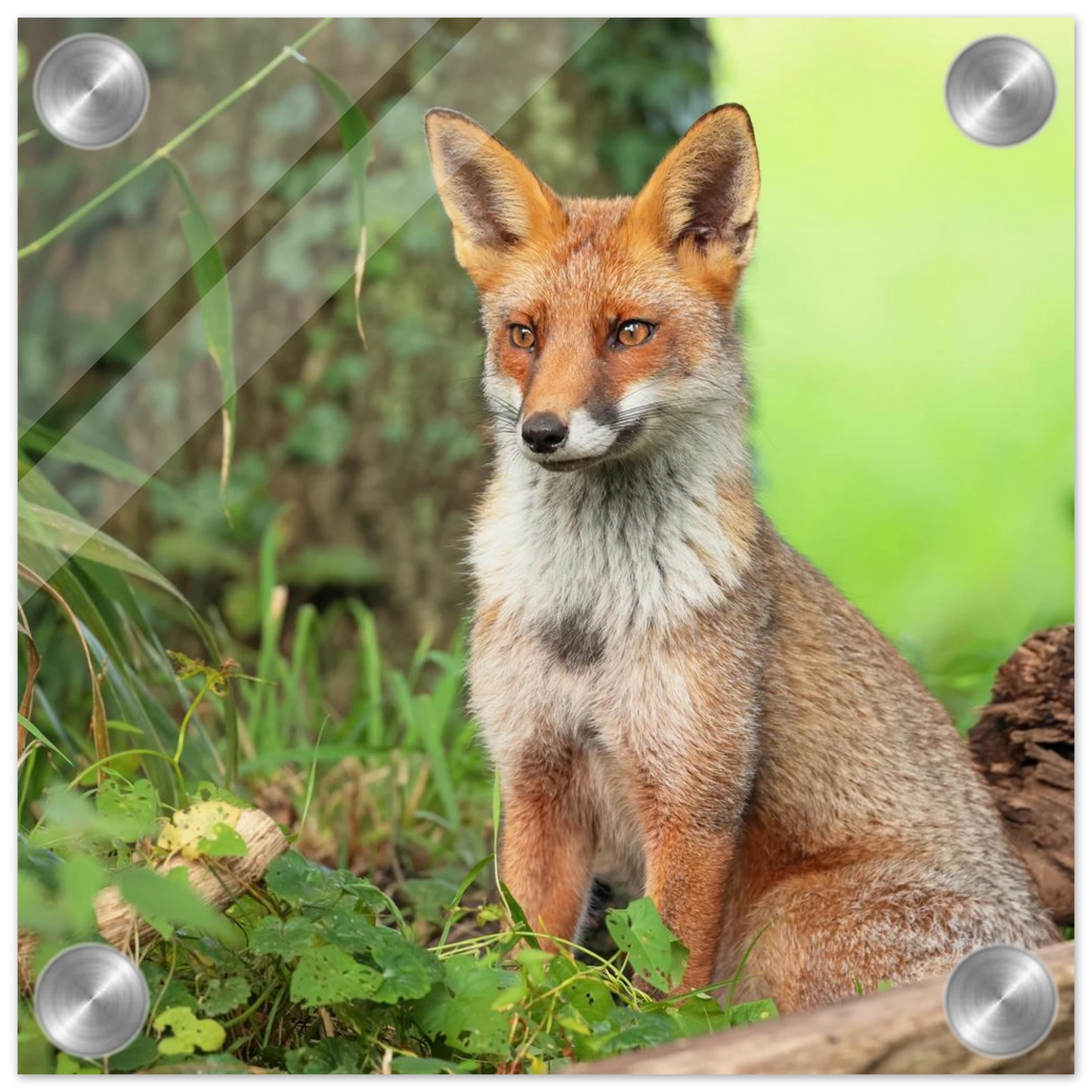 Wandbild majestaetischer rotfuchs ein augenblick der ruhe in der natur erhaeltlich in zahlreichen groessen