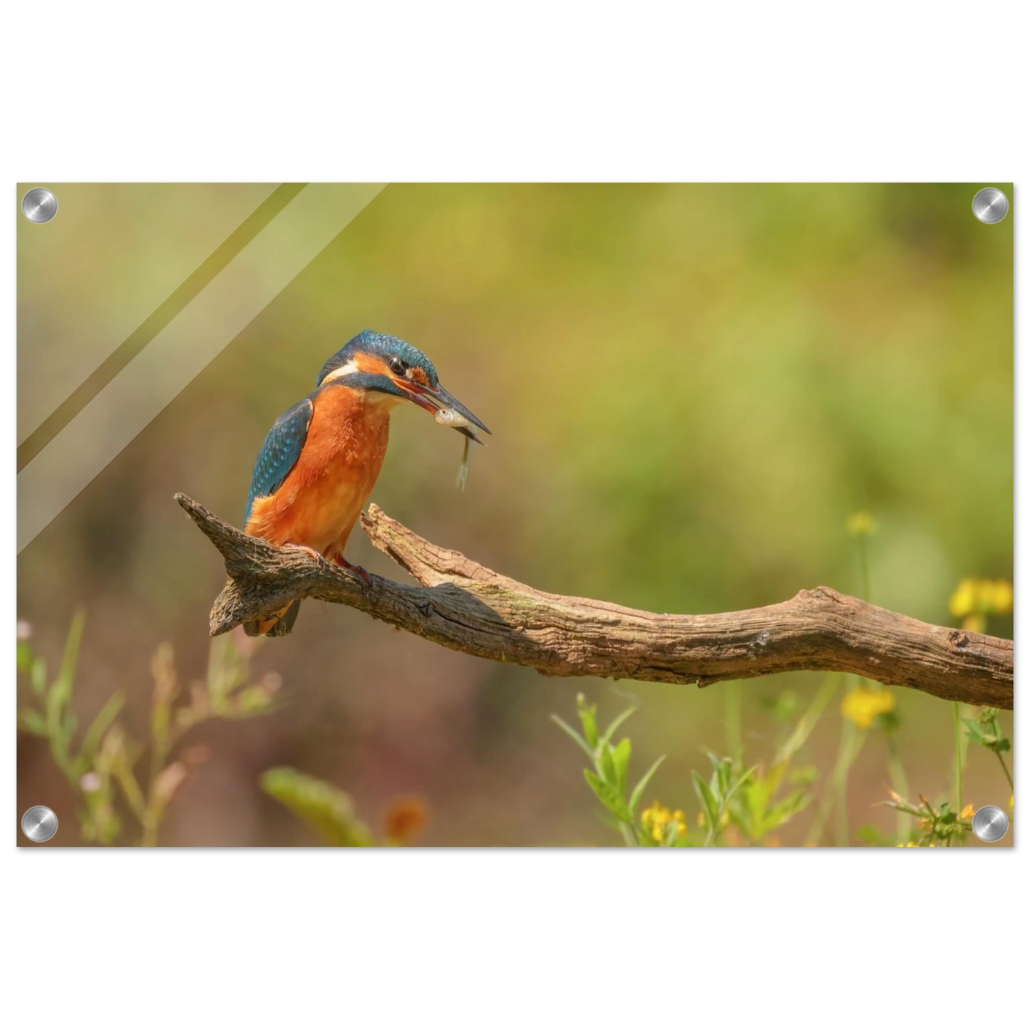 Wandbild eisvogel farbpracht leuchtende naturkunst fuer ihr zuhause in vielen groessen