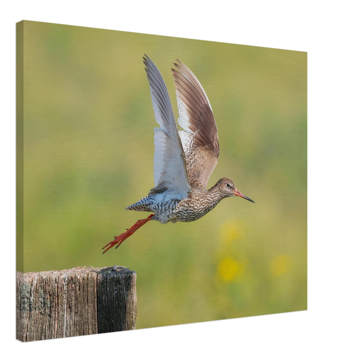 Wandbild der flug des rotschenkels dynamische tierkunst fuer ihr zuhause in vielen groessen erhaeltlich