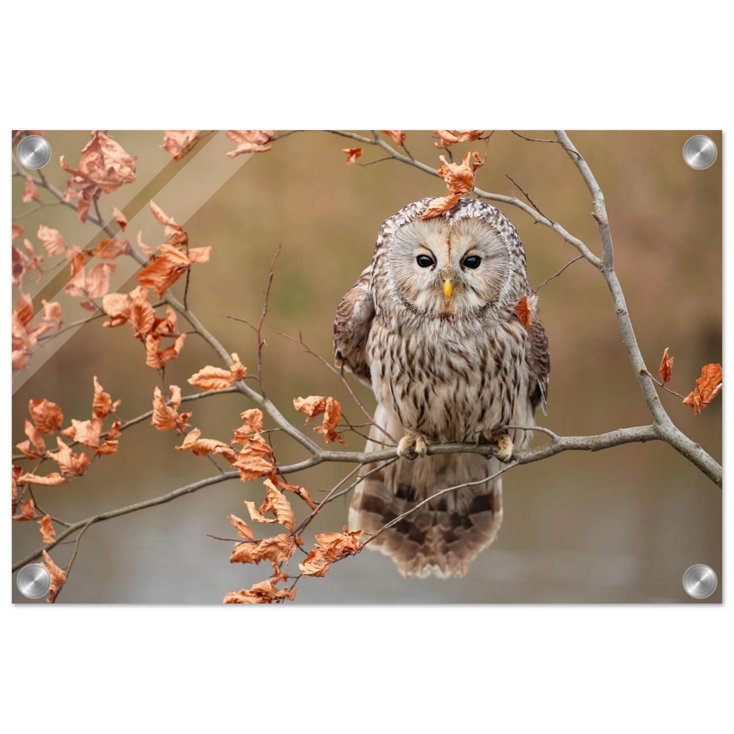 Wandbild majestaetische eule im herbstlaub einblick in die wildnis in verschiedenen groessen