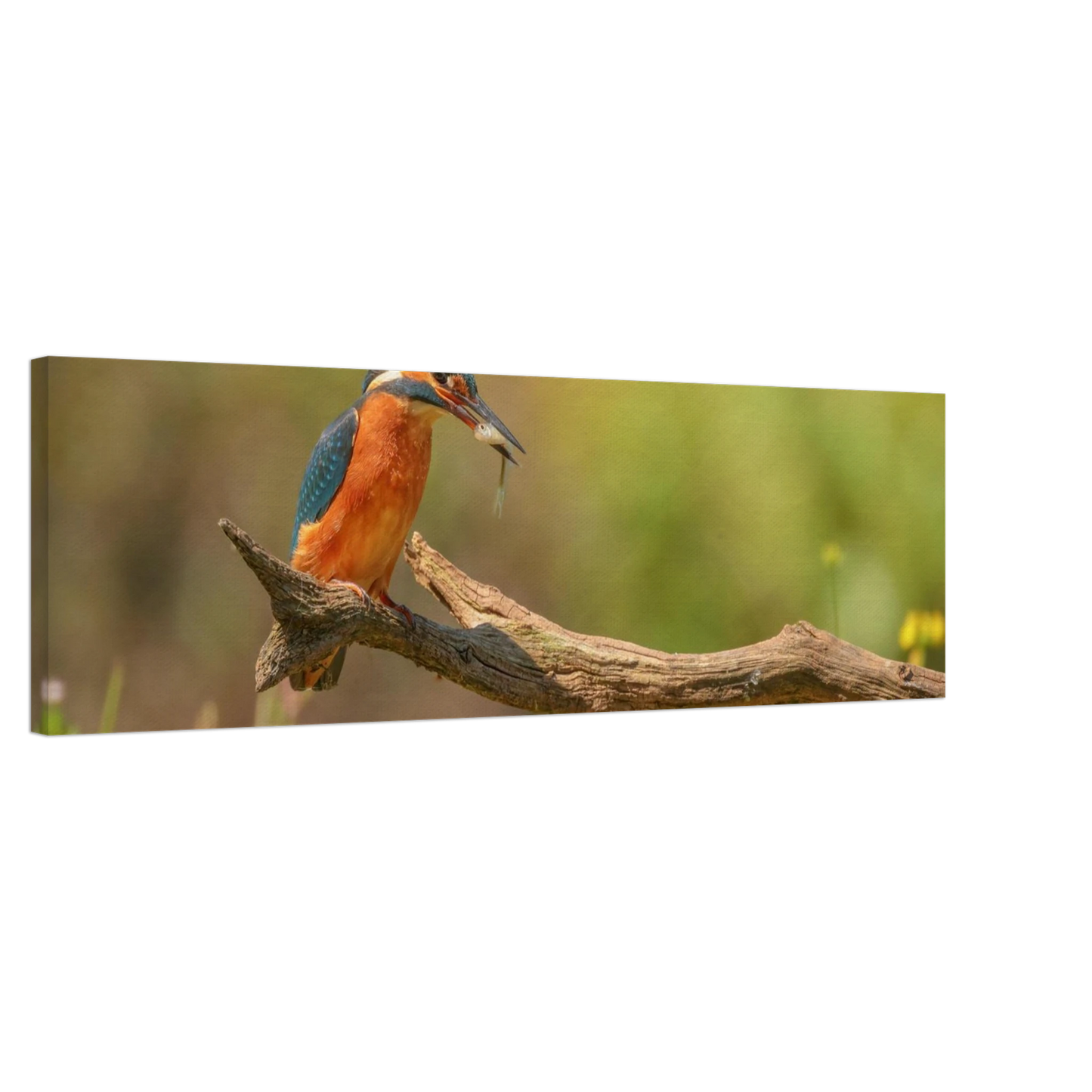 Wandbild eisvogel farbpracht leuchtende naturkunst fuer ihr zuhause in vielen groessen