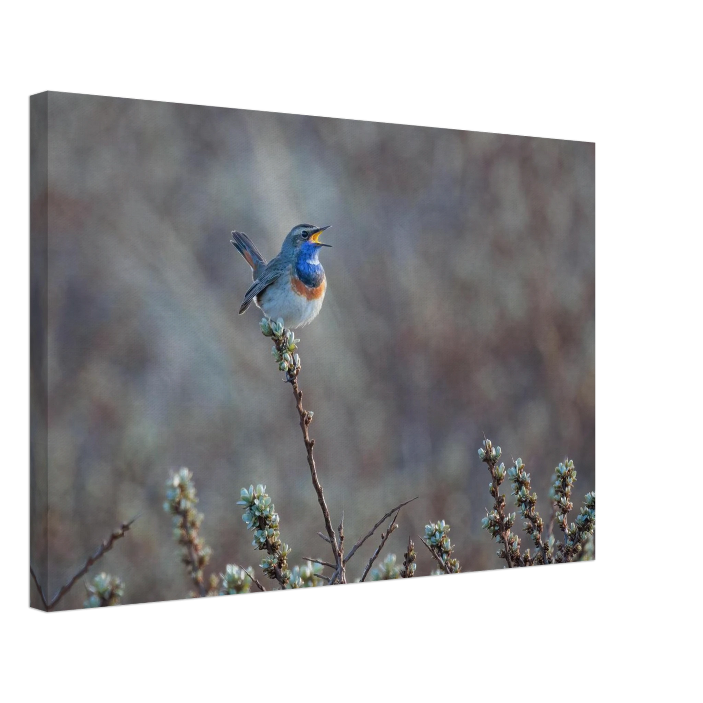 Wandbild blaukohlkehlchen im gesang naturkunst in lebendigen farben in ihrer wunschgroesse