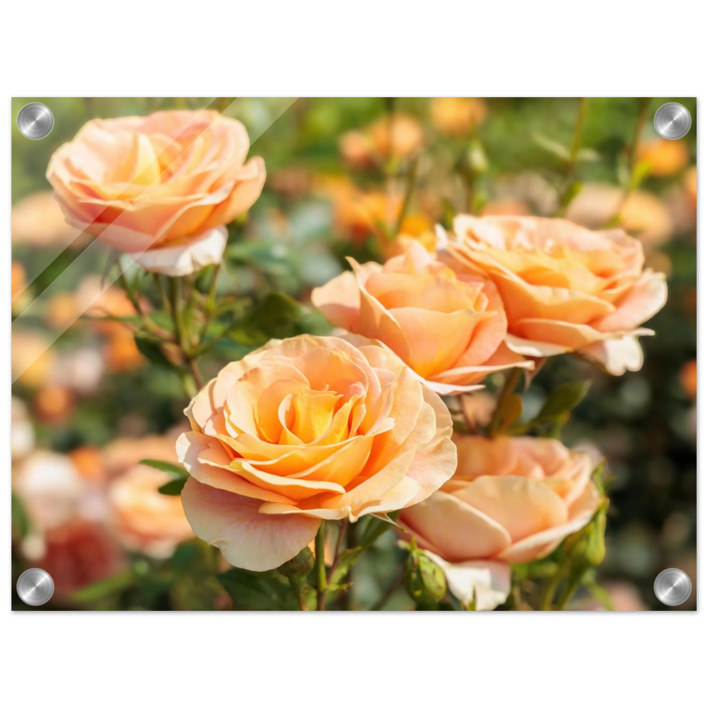 Wandbild romantische pfirsichrosen im sonnenschein botanische kunst fuer ihr zuhause in vielen groessen