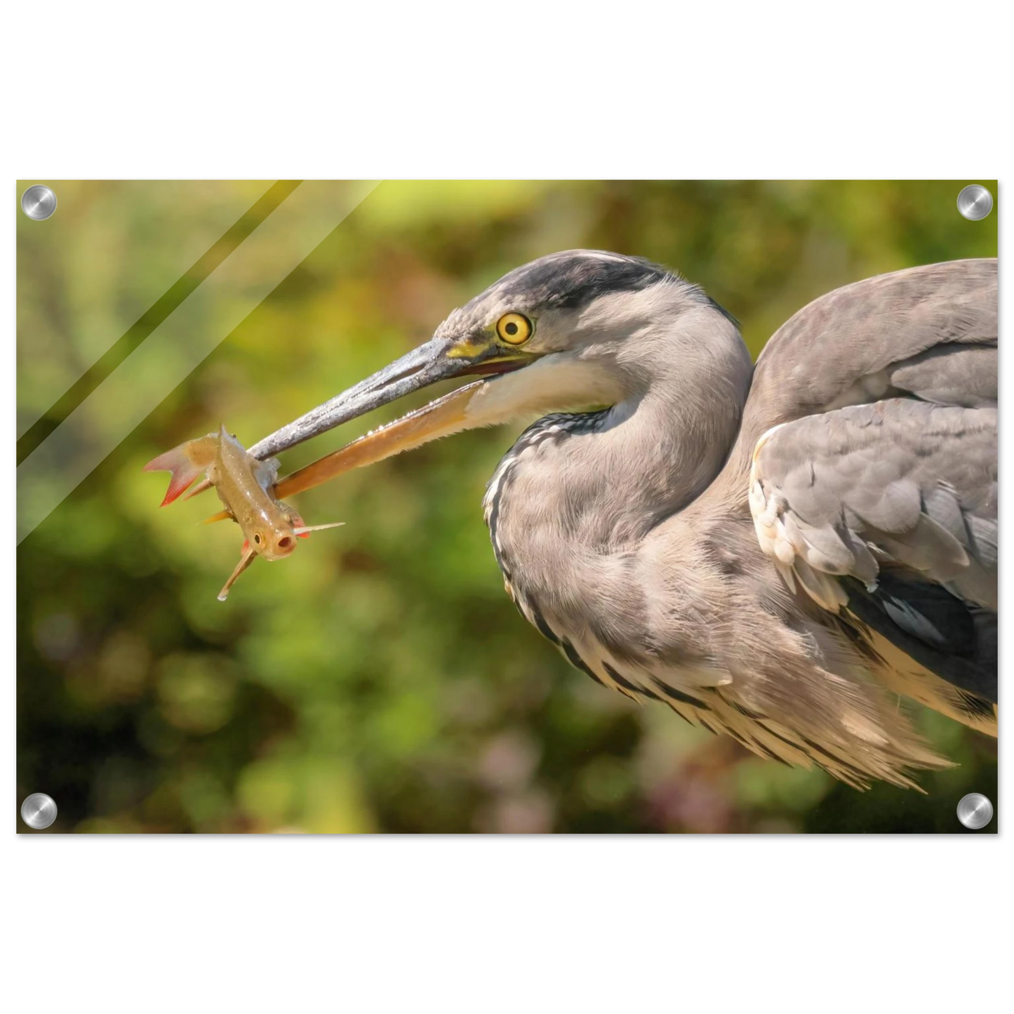 Wandbild graureiher mit fisch ein faszinierender moment in der natur verfuegbar in ihrer wunschgroesse