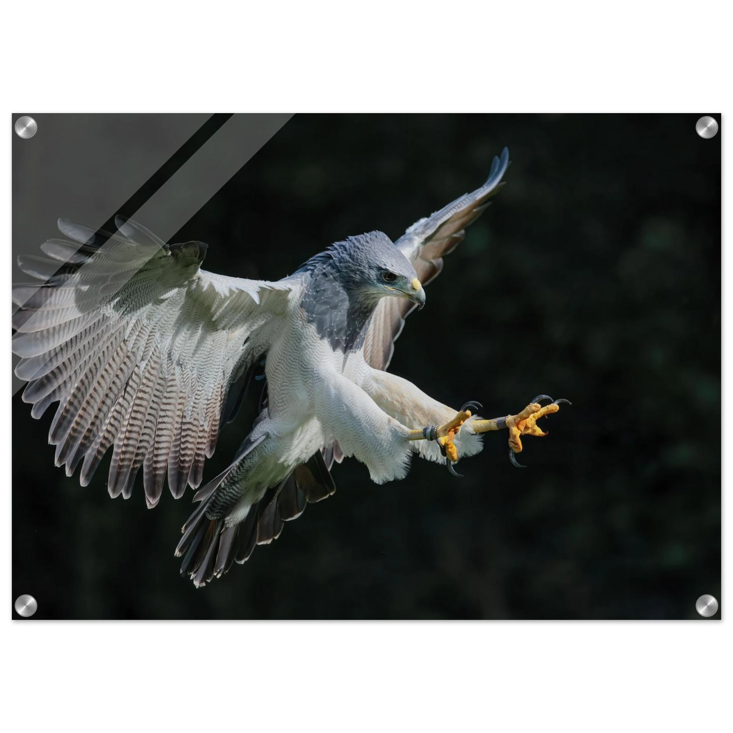 Wandbild majestaetischer schwarzbrustbussard im flug atemberaubende tierfotografie fuer ihr zuhause