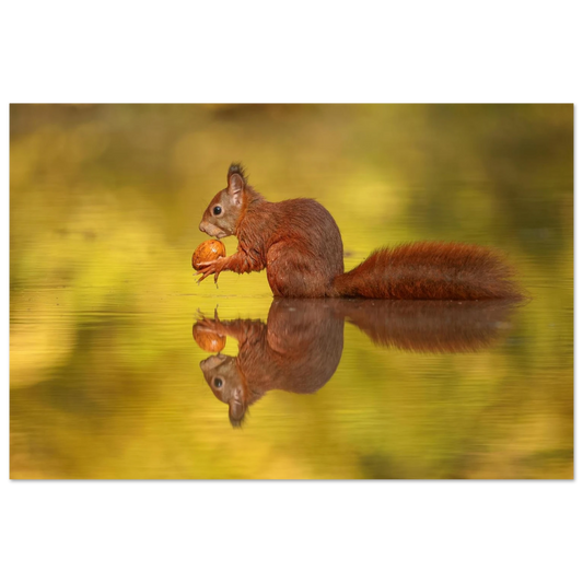 Wandbild eichhoernchen im goldenen herbstlicht lebendige tierfotografie fuer ihre wand