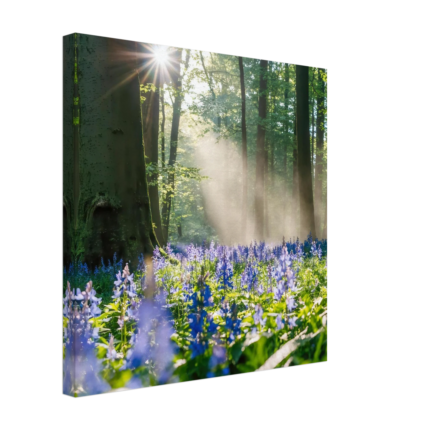 Wandbild mystische waldlichtung mit blauen glockenblumen sonnenverwoehntes naturbild in verschiedenen groessen