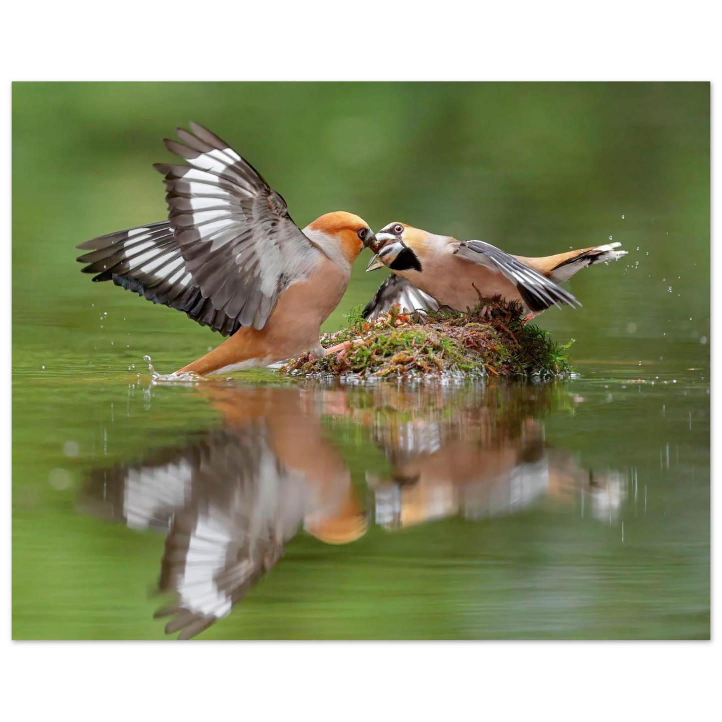 Wandbild momente der natur spektakulaerer kampf der voegel ueber dem wasser