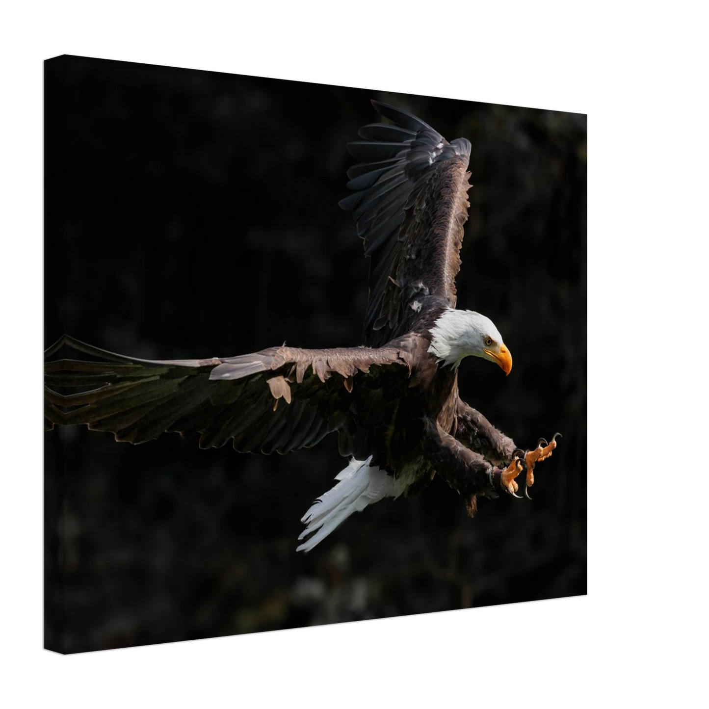 Wandbild majestaetischer weisskopfseeadler im flug freiheit staerke in ihrer wunschgroesse
