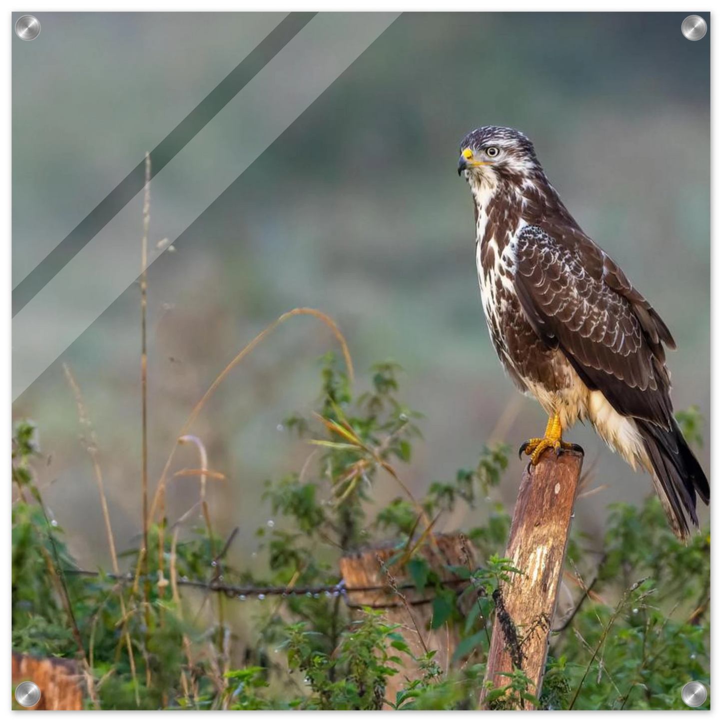 Wandbild majestaetischer bussard einblick in die wildnis auf hochglanz leinwand
