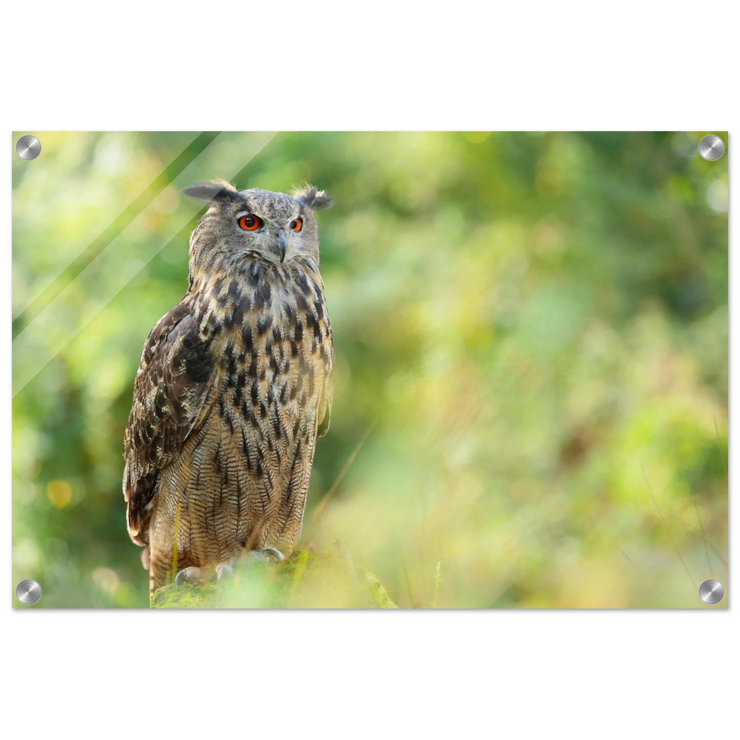 Wandbild mystische eule majestaetisches waldtier mit leuchtenden augen in ihrer wunschgroesse
