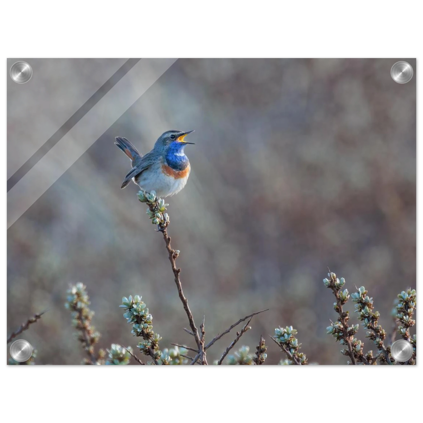 Wandbild blaukohlkehlchen im gesang naturkunst in lebendigen farben in ihrer wunschgroesse
