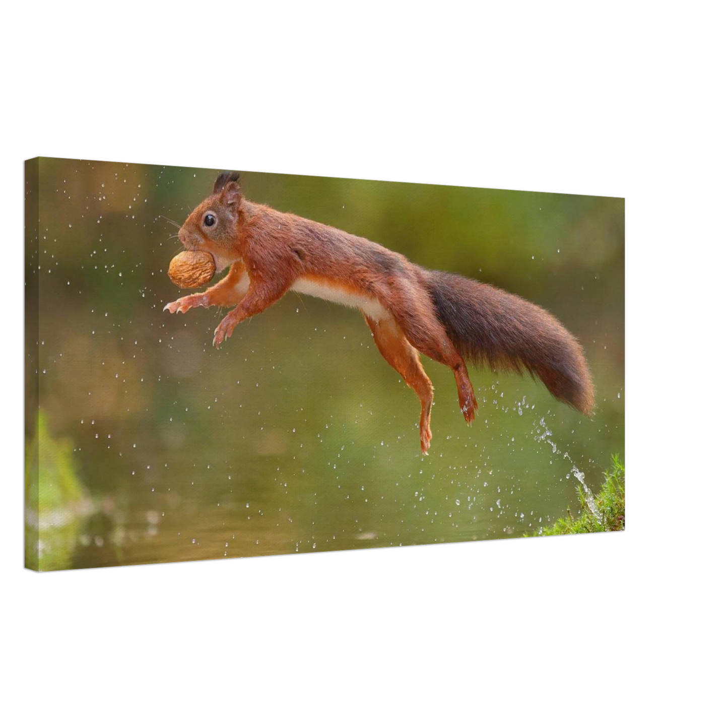 Wandbild eichhoernchen dynamisches wildtier poster fuer ihr zuhause in verschiedenen groessen