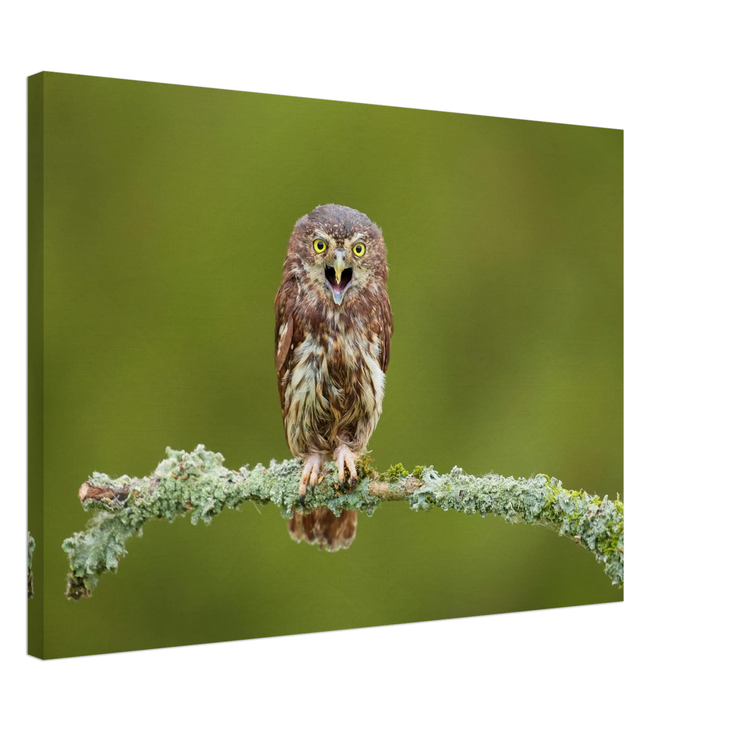 Wandbild rufer der wildnis faszinierendes eulen portraet mit leuchtenden augen fuer ihr zuhause
