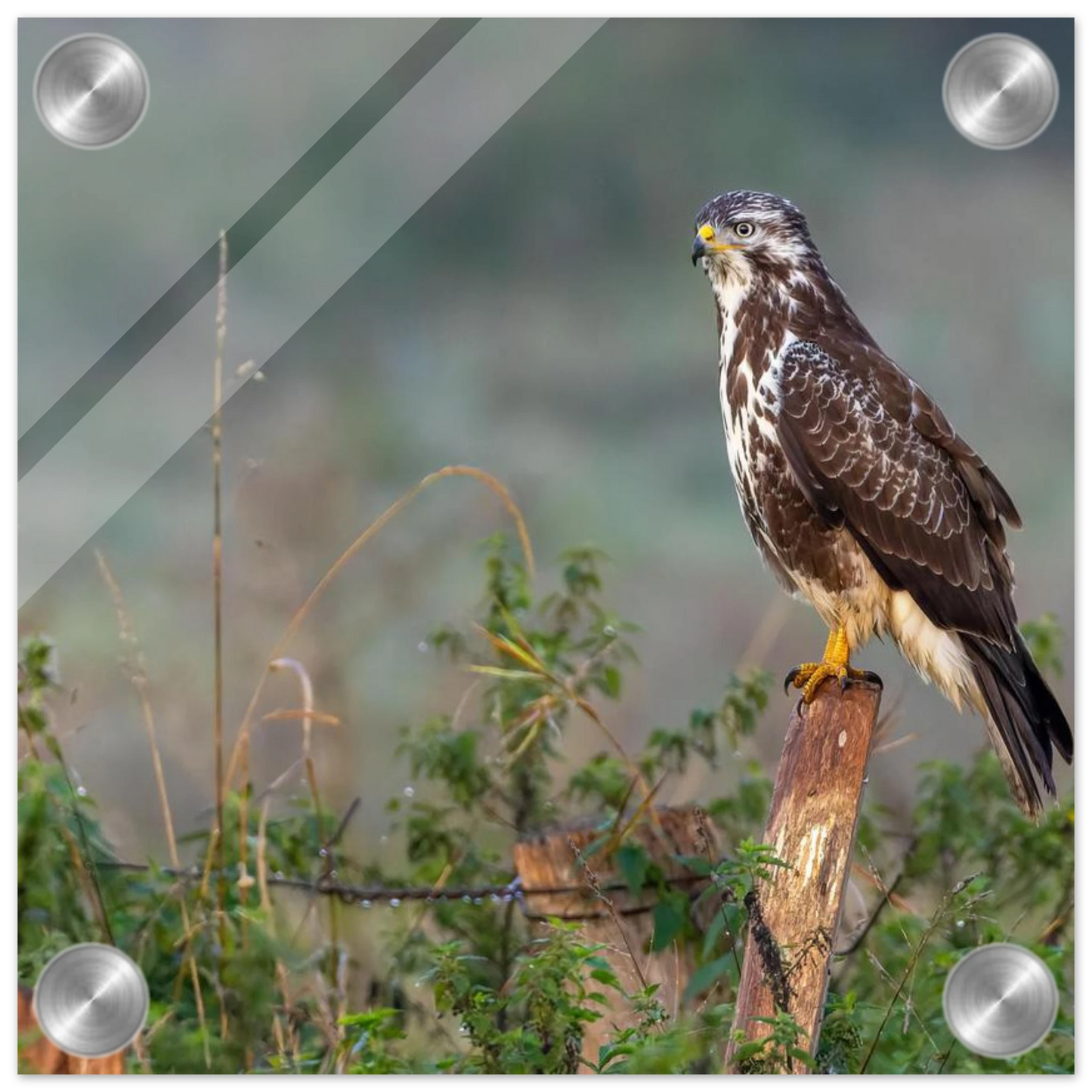 Wandbild majestaetischer bussard einblick in die wildnis auf hochglanz leinwand