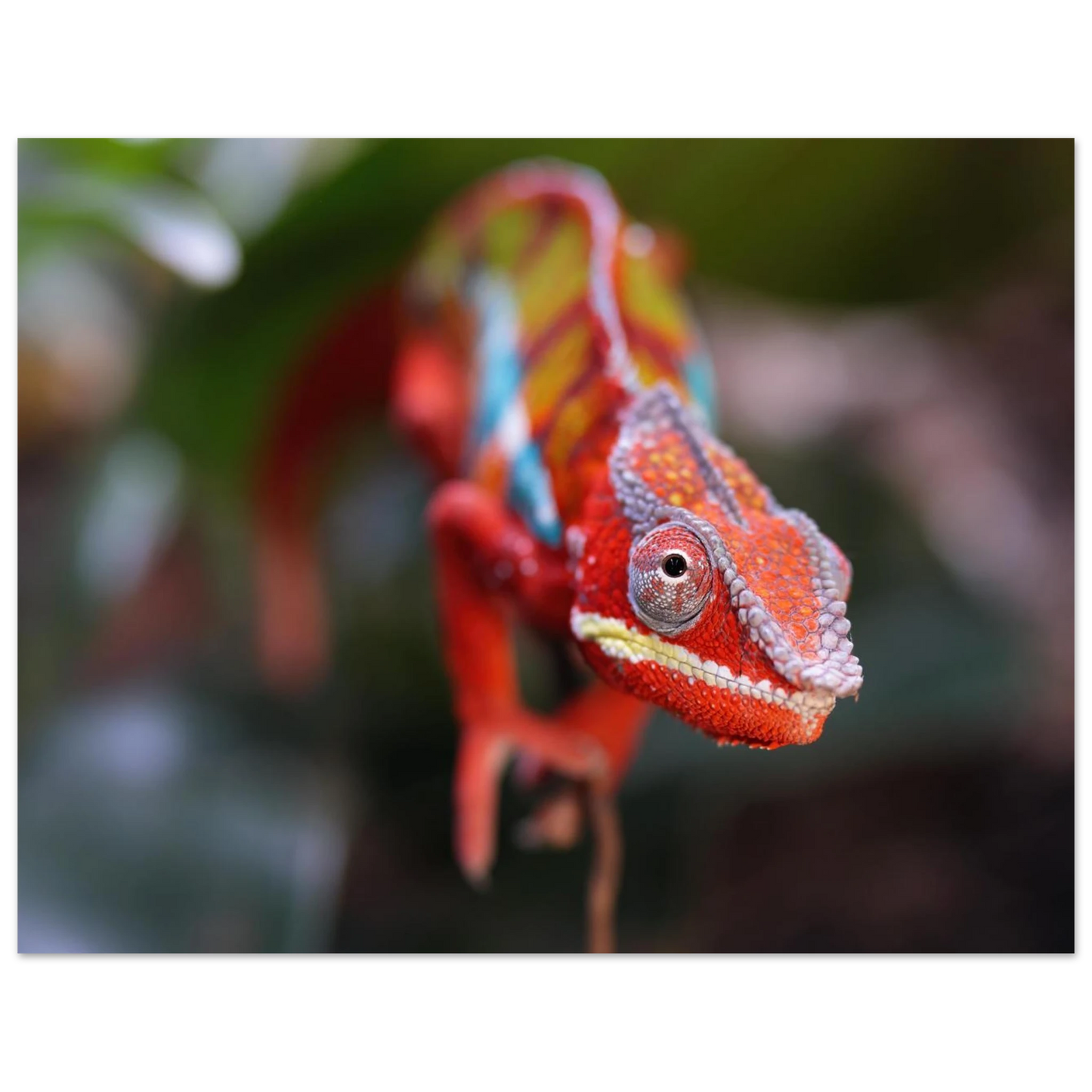 Wandbild faszinierendes chamaeleon portraet lebendige tierkunst fuer ihr zuhause in ihrer wunschgroesse
