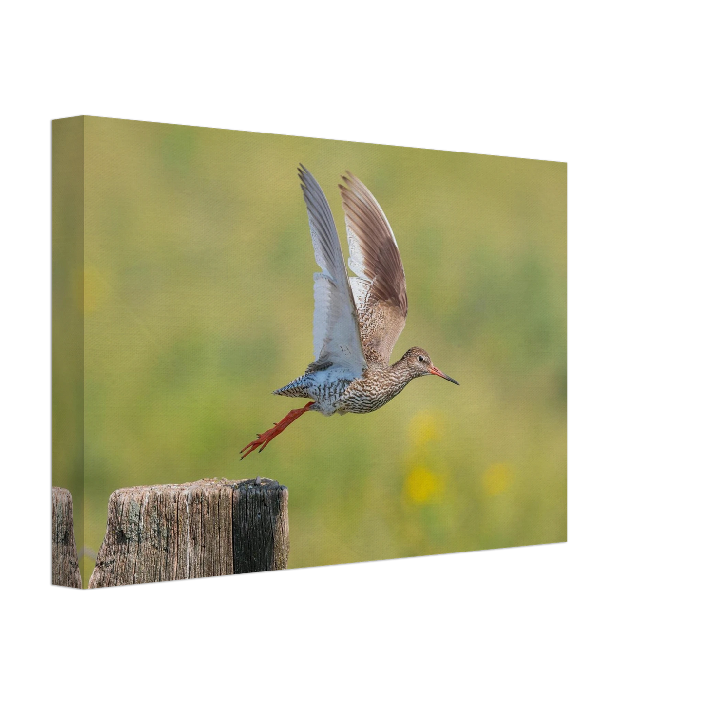 Wandbild der flug des rotschenkels dynamische tierkunst fuer ihr zuhause in vielen groessen erhaeltlich